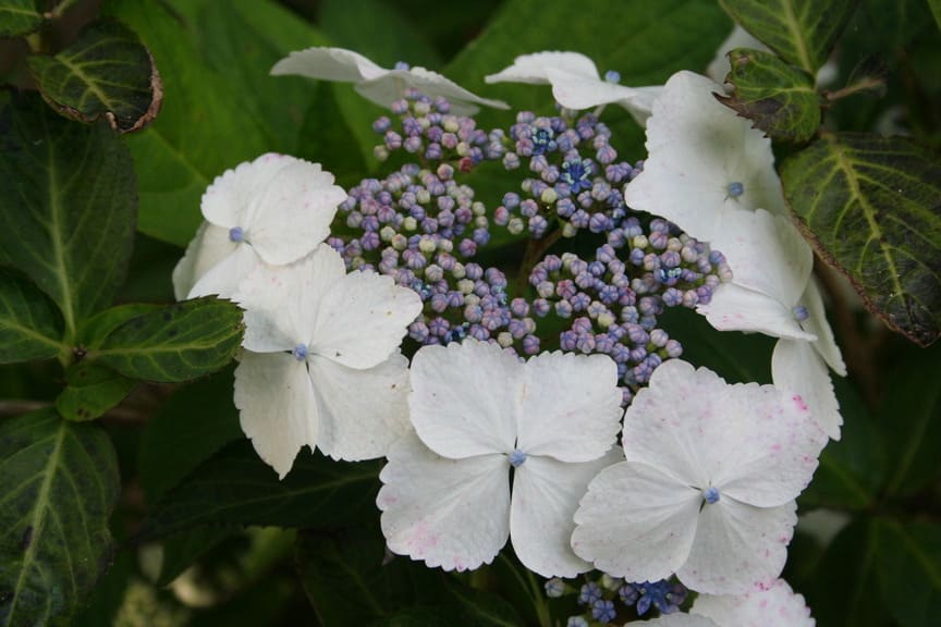 Tokyo Delight Hydrangea serrata hortensia de jardin