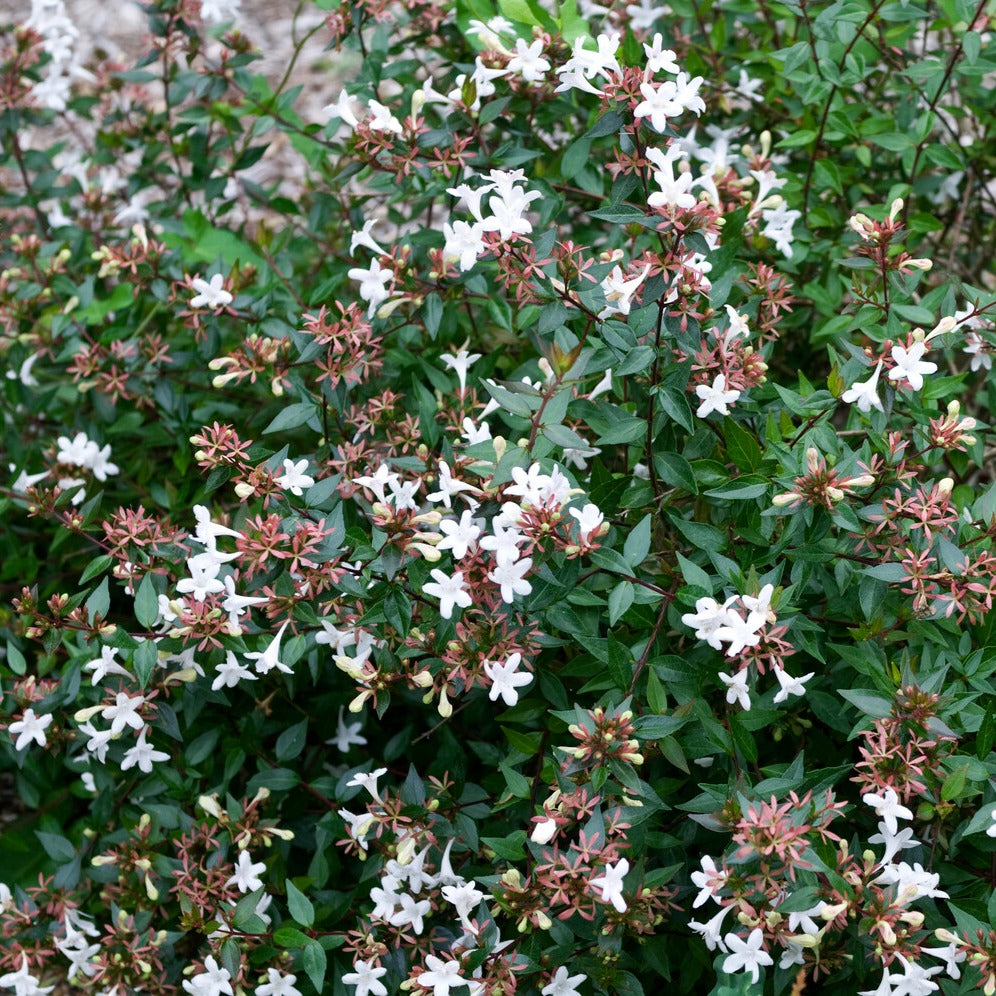 Bakker Abélia Sherwood fleurs blanches pot 2L 30-40 cm