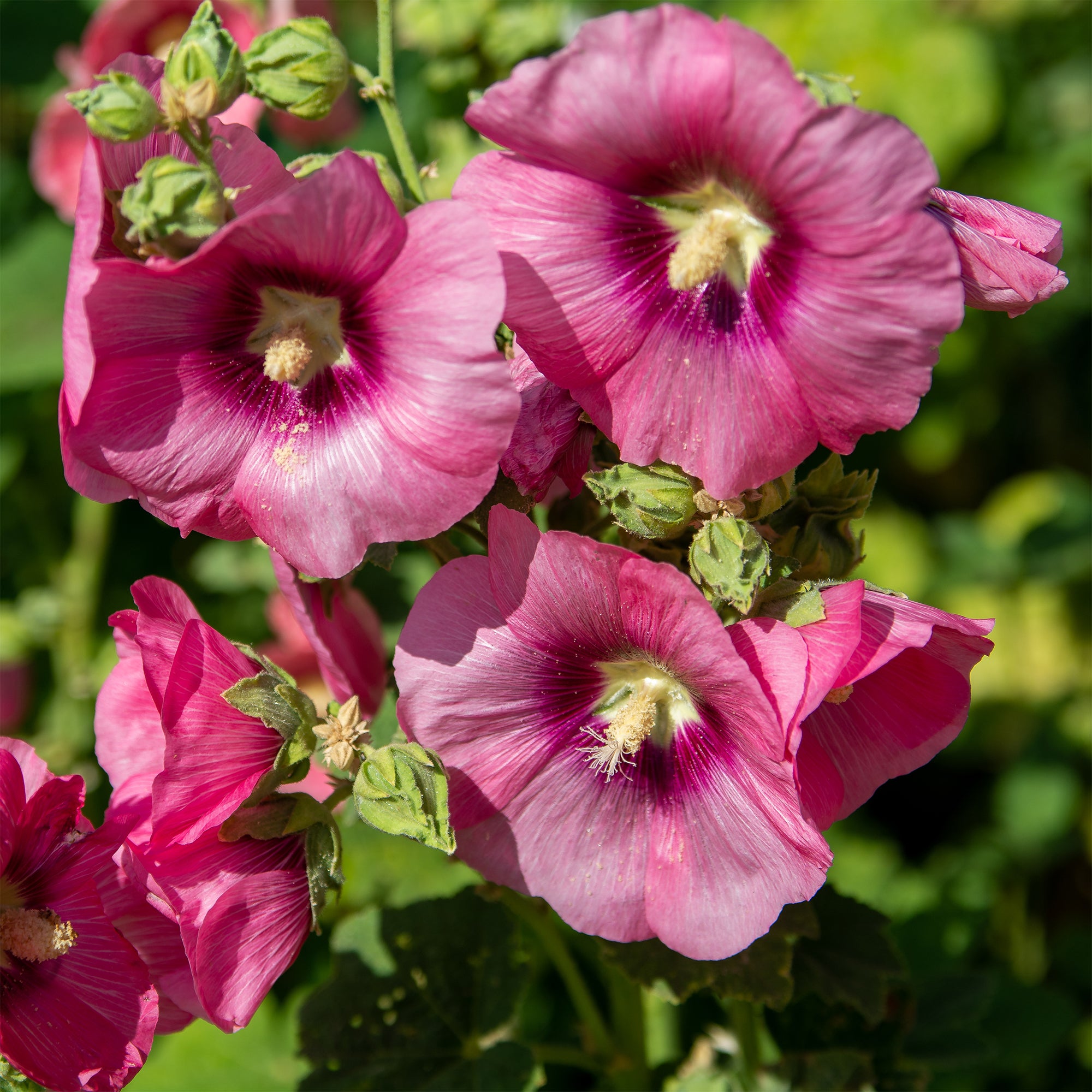 Bakker Rose trémière Simplex fleur rose pot 9cm