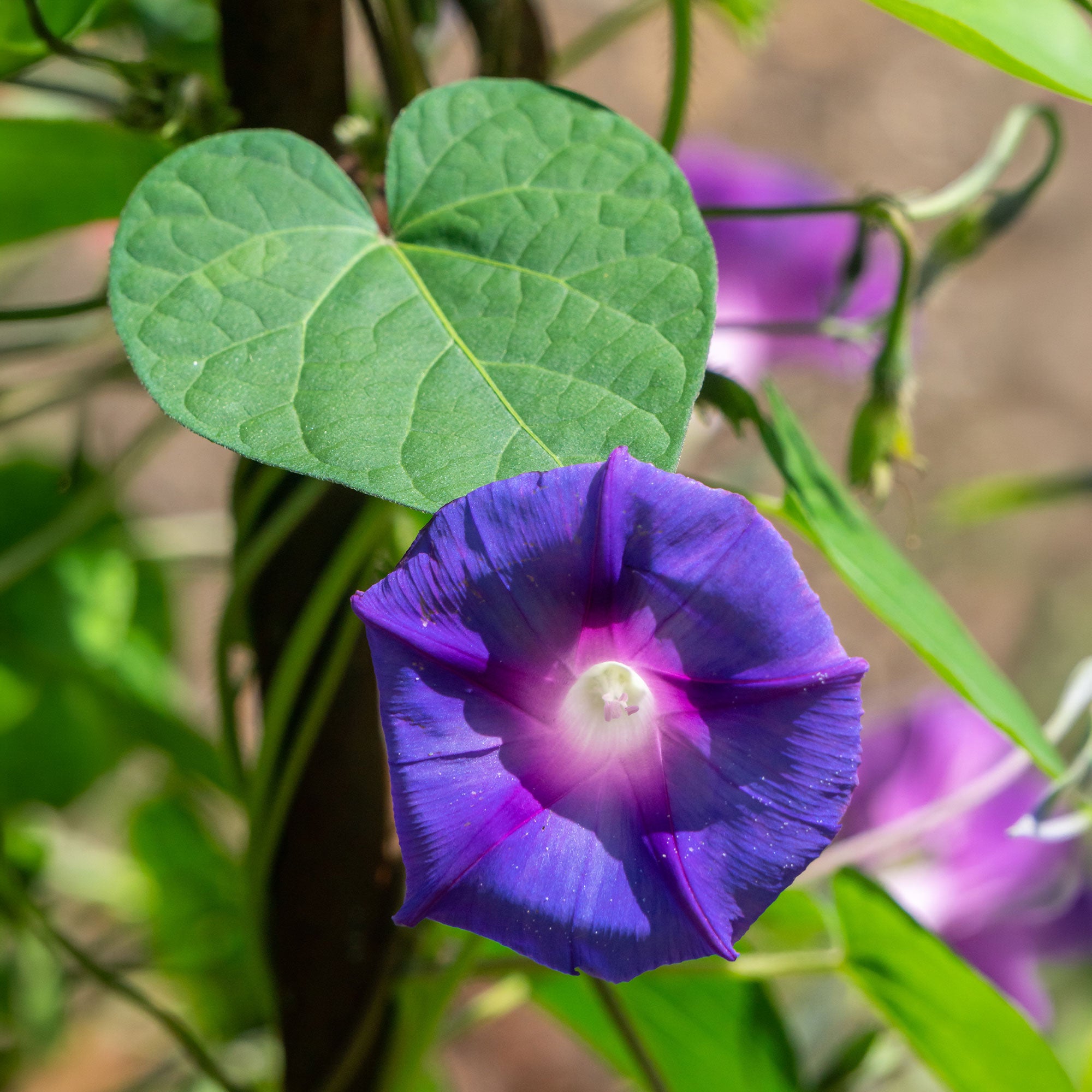 Bakker Ipomée Grandpa Ott graines sachet 1,7g ±50 graines