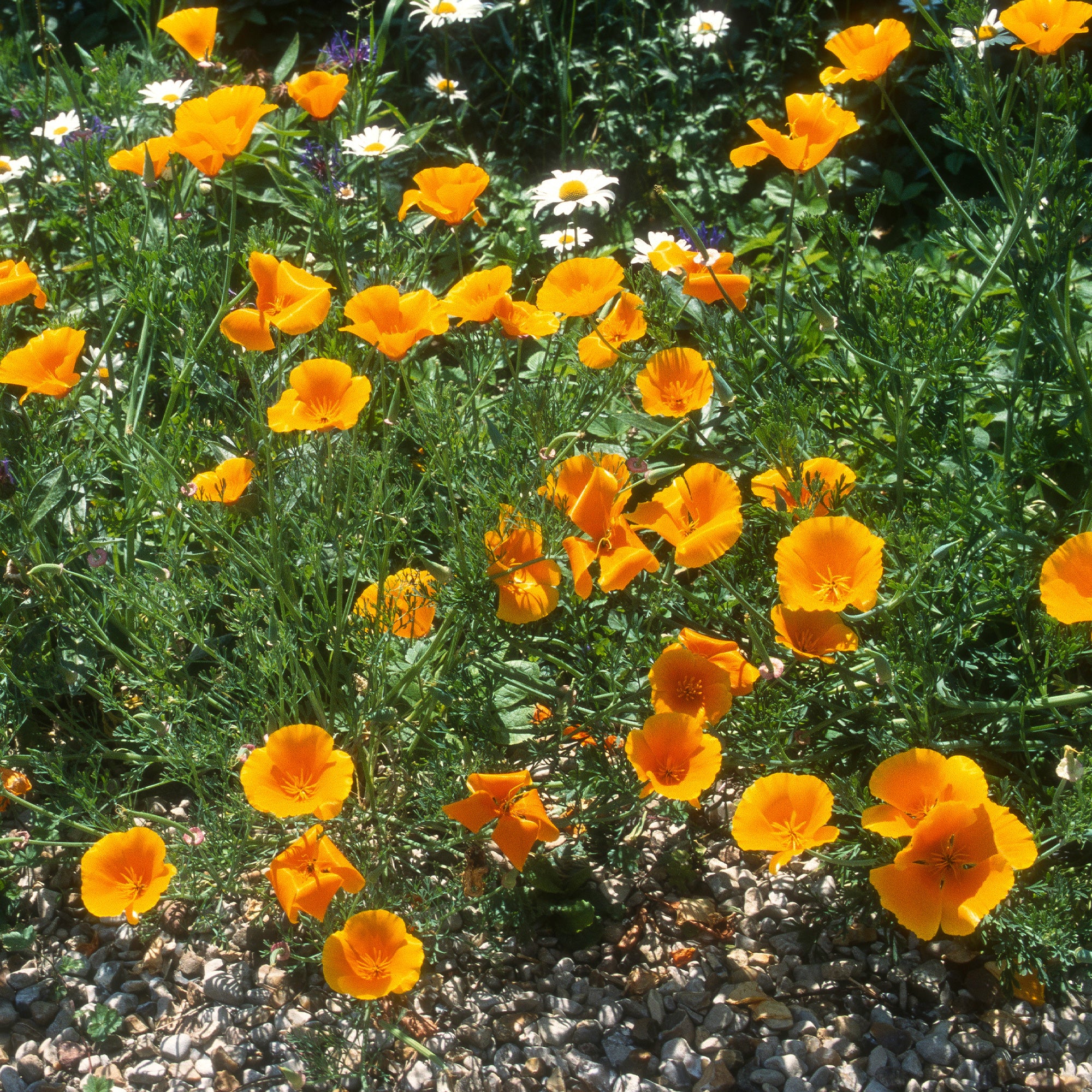 Bakker Pavot de Californie Aurantiaca graines orange 2g