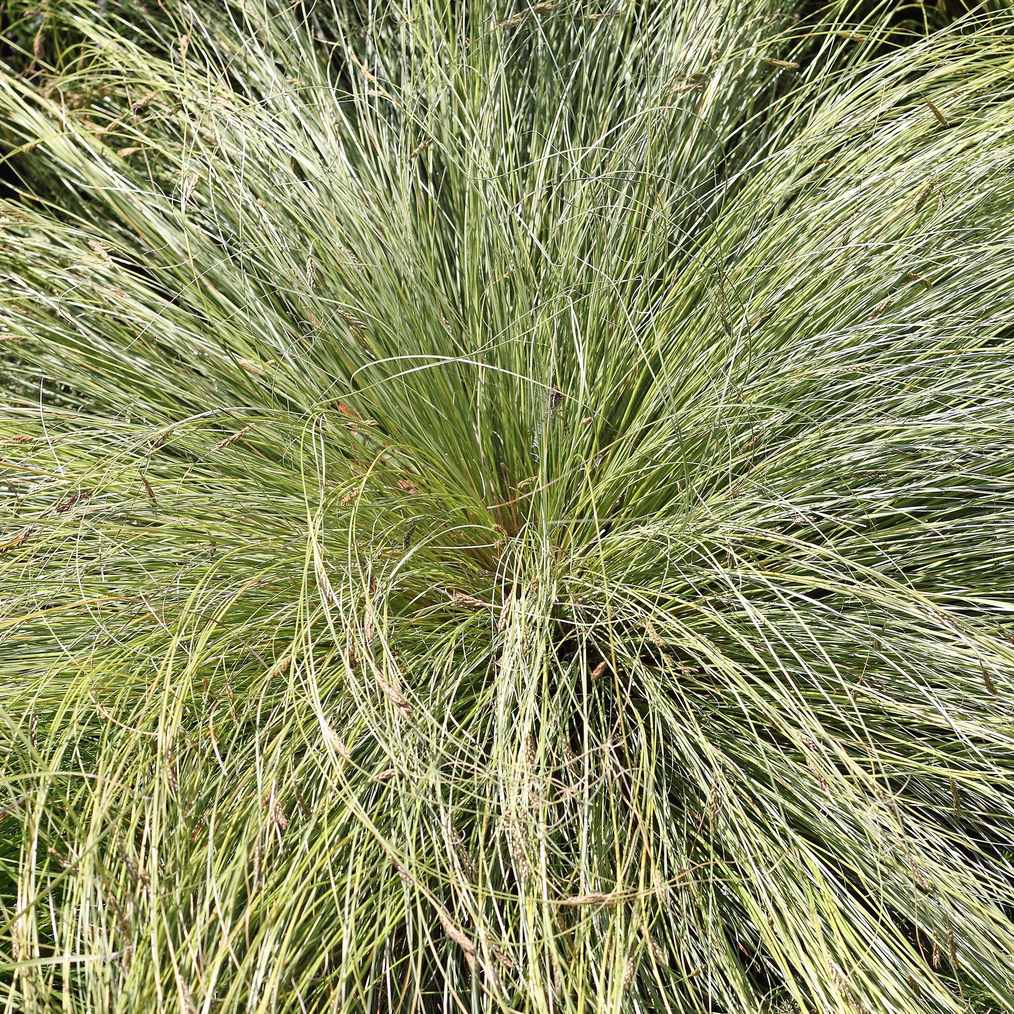Bakker Carex Frosted Curls laîche godet 8 cm