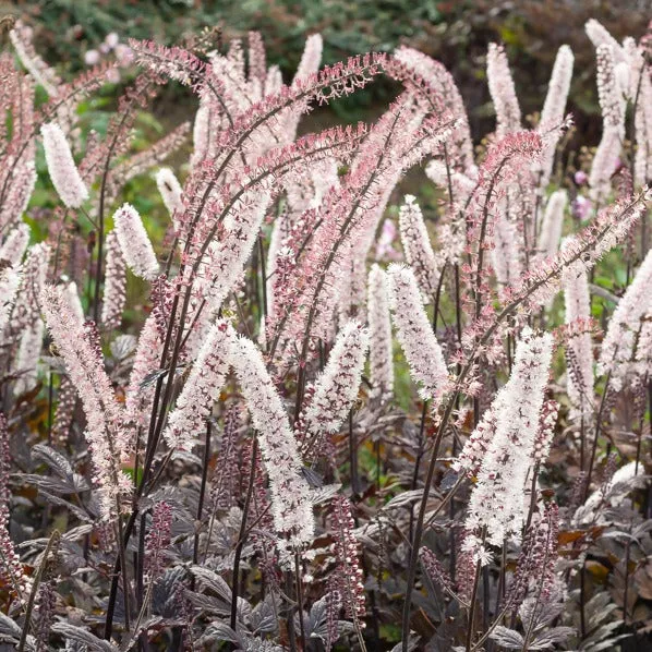 Bakker Cierge d'argent Pink Spike plante vivace pot 9cm