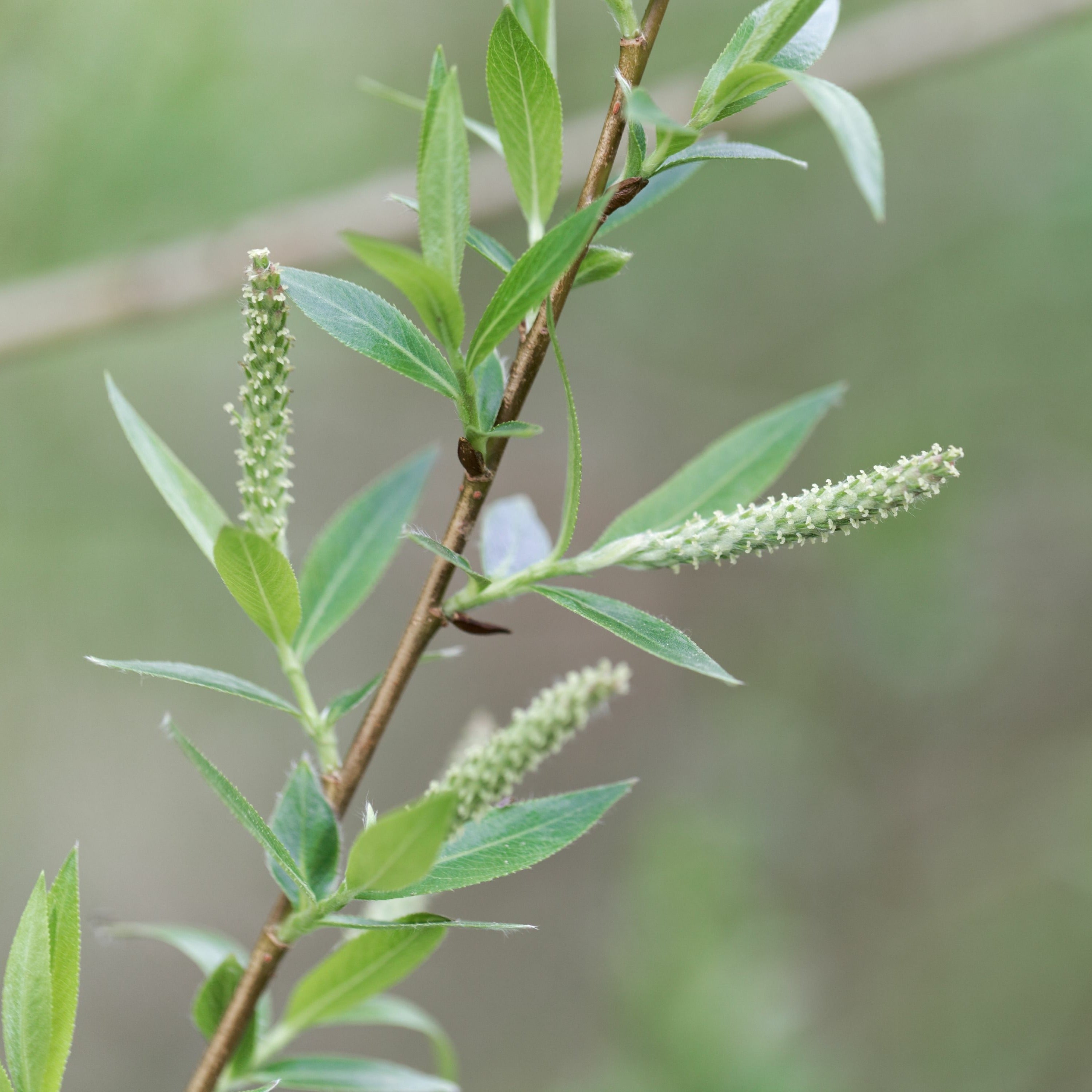 Bakker Saule Osier Brun Salix triandra pot 2L 60-80cm