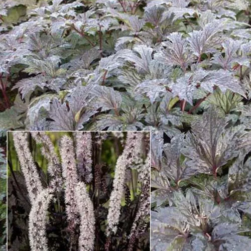 Bakker Cierge d'argent Carbonella vivace blanche pot 9cm
