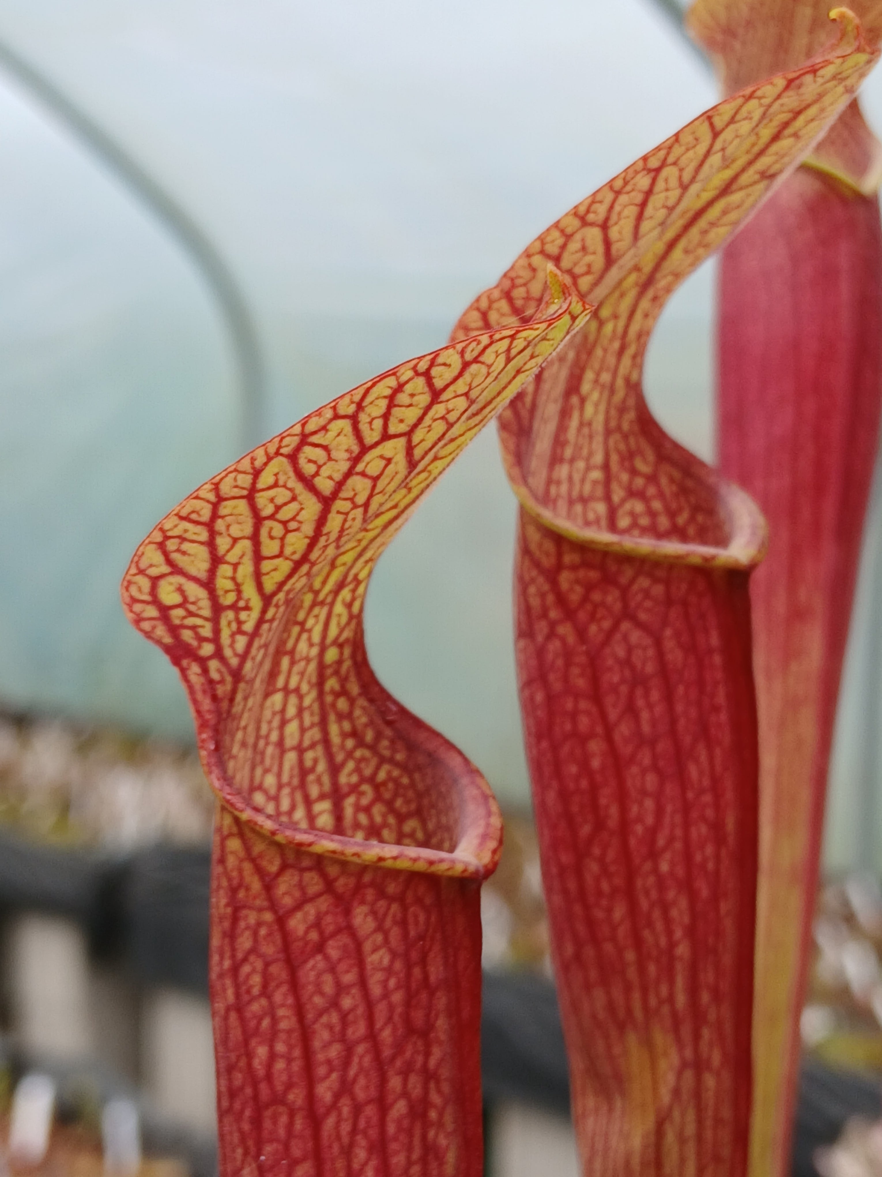 Carniflore Sarracenia rubra jonesii Caesar’s Head plante carnivore