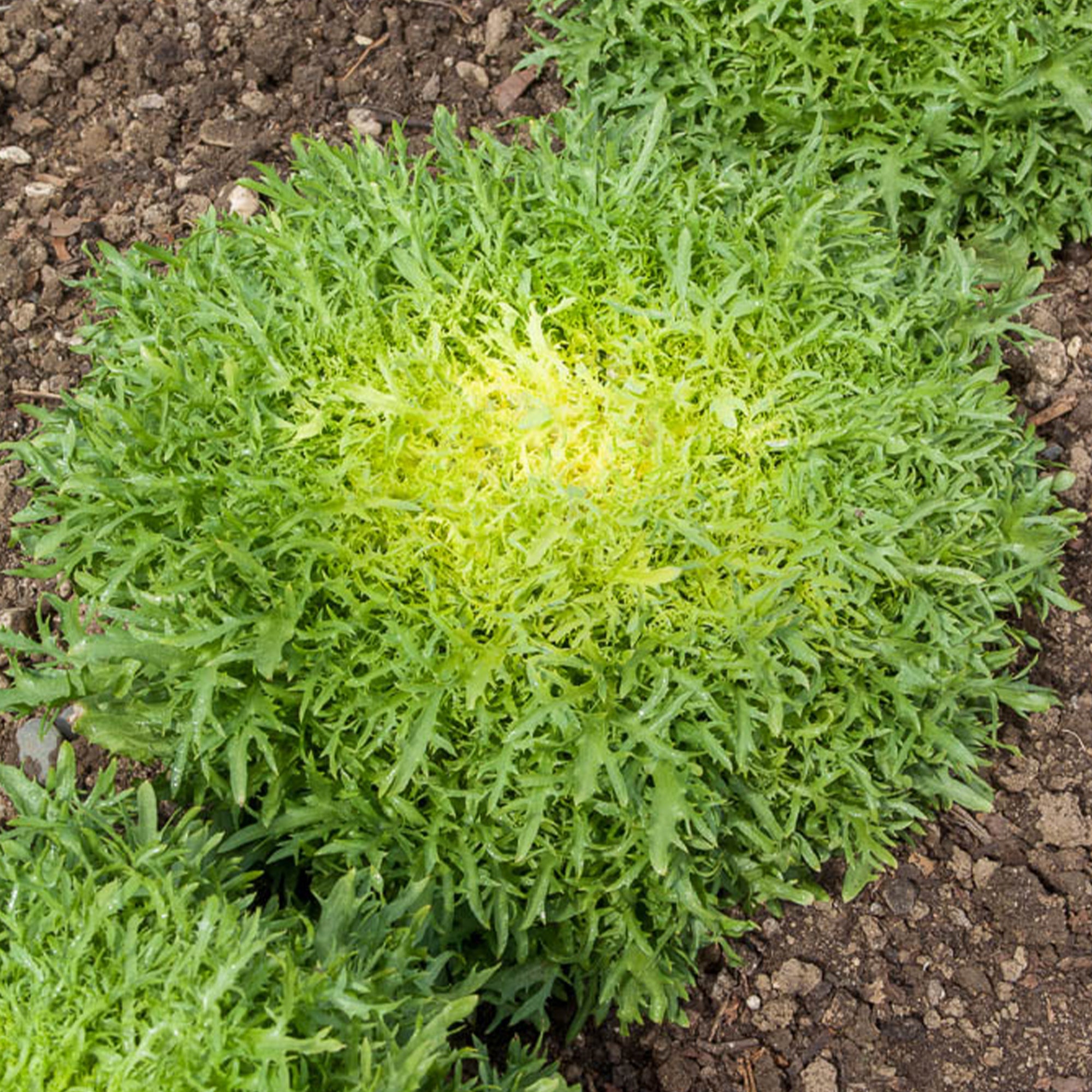 Bakker Chicorée Fine de Louviers graines sachet 4g frisée