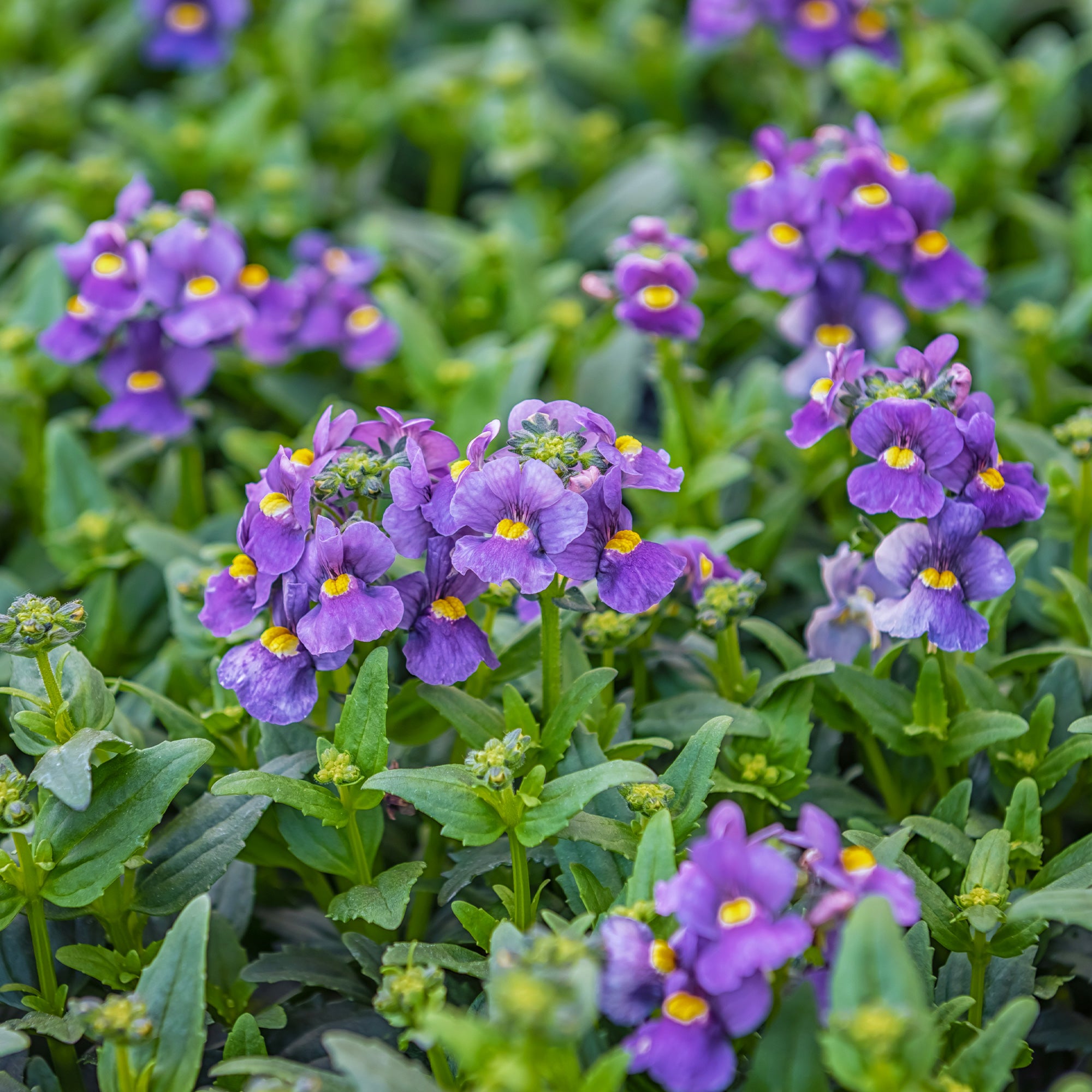 Bakker Némésie Bleue Nemesia caerulea fleur pot 10,5cm
