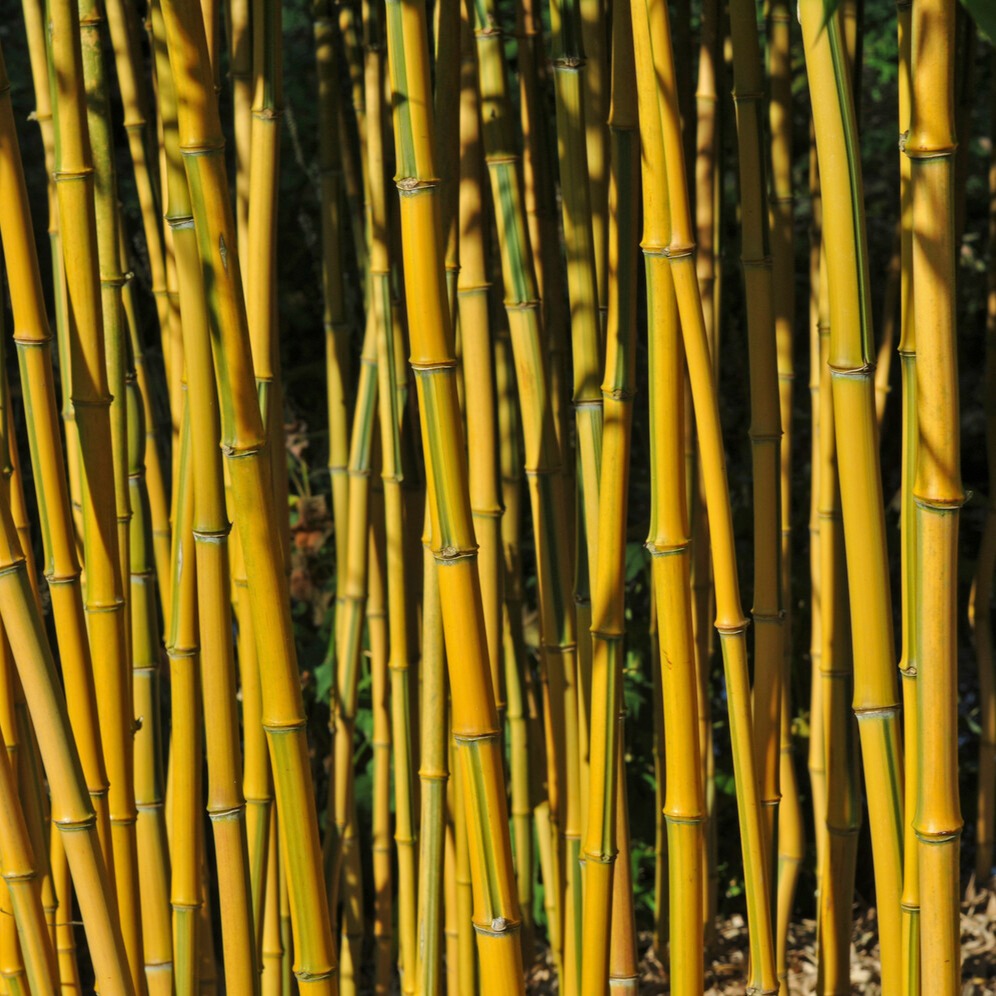 Bakker Bambou traçant panaché pot 2L 40-50cm jaune