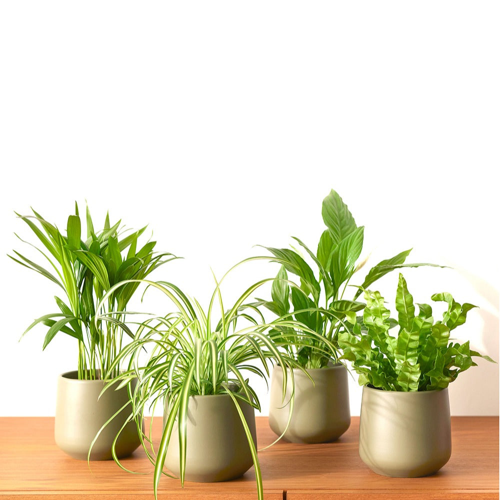 Bakker Collection 4 plantes dépolluantes pots Ø12cm