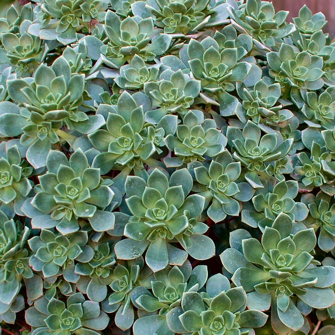 Bakker Echeveria Aeonium Haworthii pot Ø 9 cm rosette verte