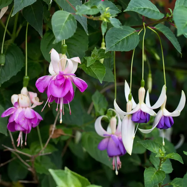 Bakker Blue Sarah fuchsia résistant 3 pots Ø9cm