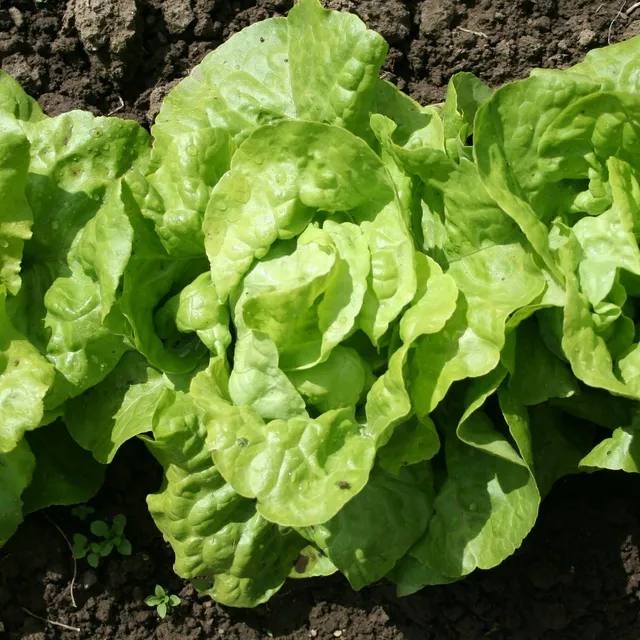 Bakker Laitue pommée Appia plants lot de 6 mottes