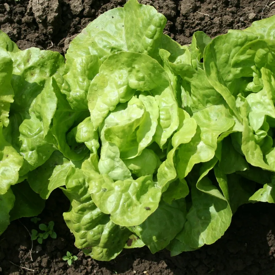 Bakker Laitue pommée Appia plants lot de 6 mottes