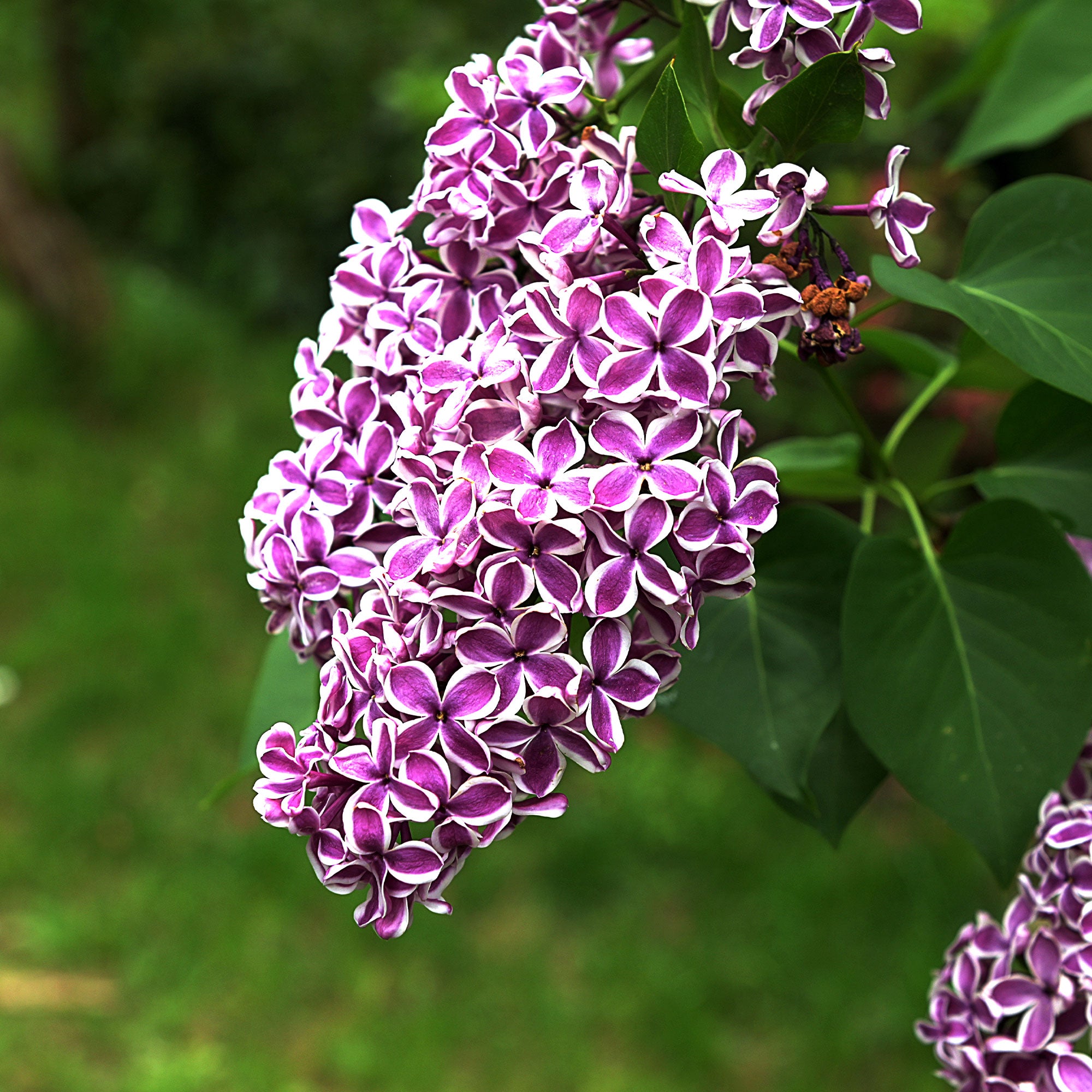 Bakker Lilas Sensation Syringa arbuste pot 2L 25-30cm