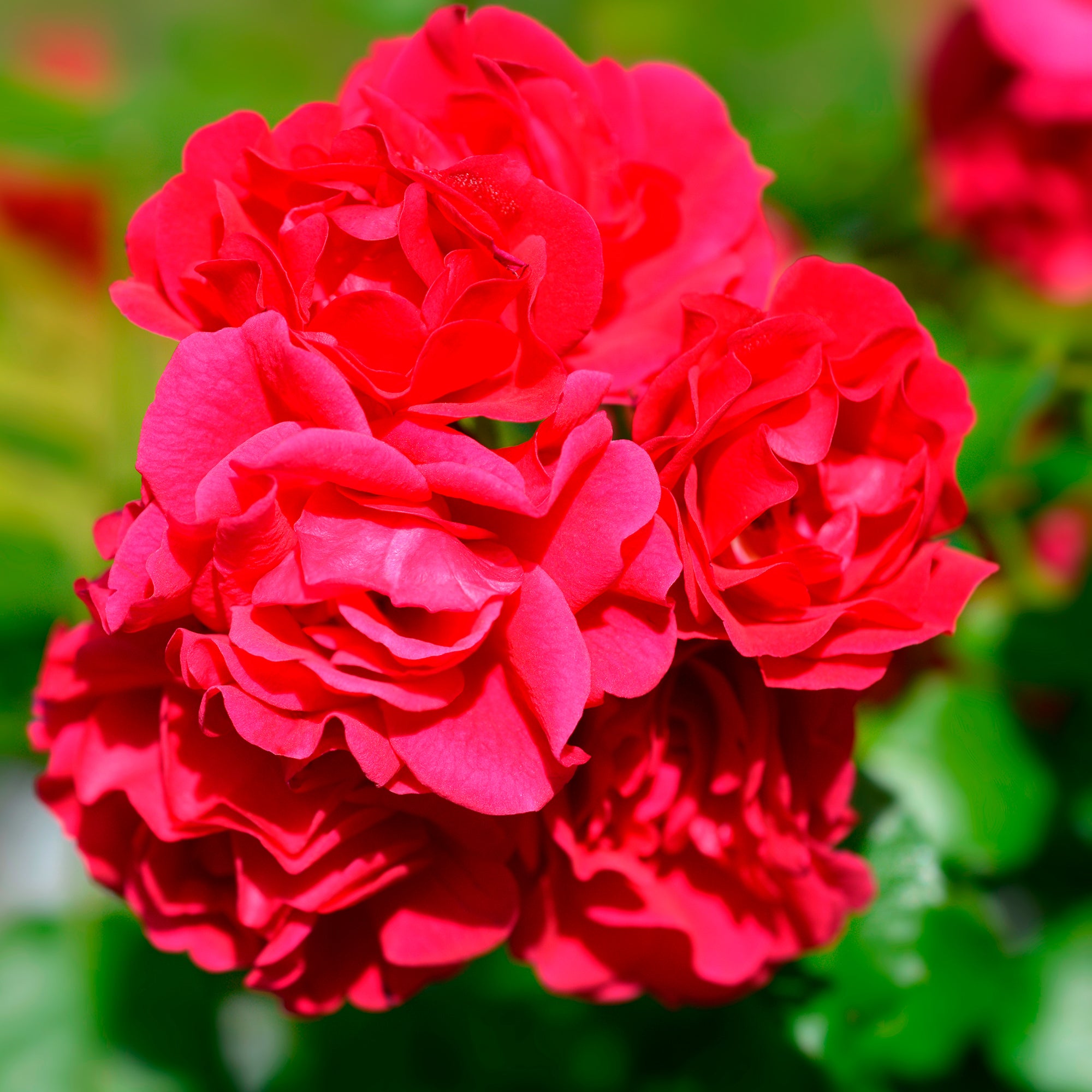Bakker Rosier Toscana rose rouge parfumé pot 3L
