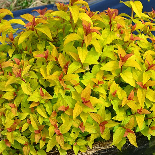 Bakker Spirée Merlo Gold arbuste doré pot 8cm