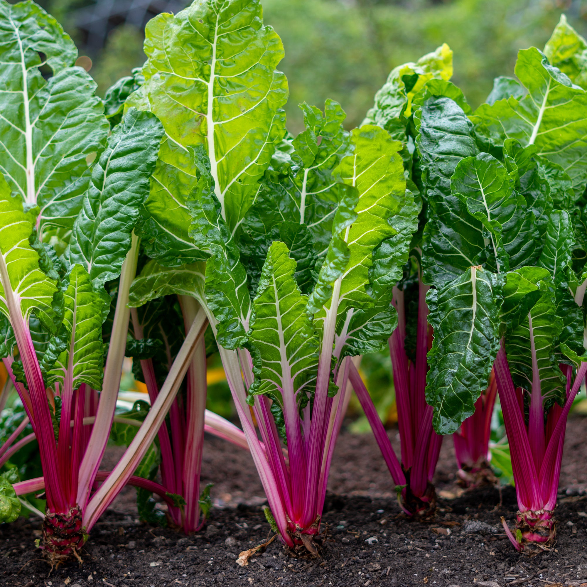 Bakker Rhubarb Chard poirée à carde rouge sachet 5g