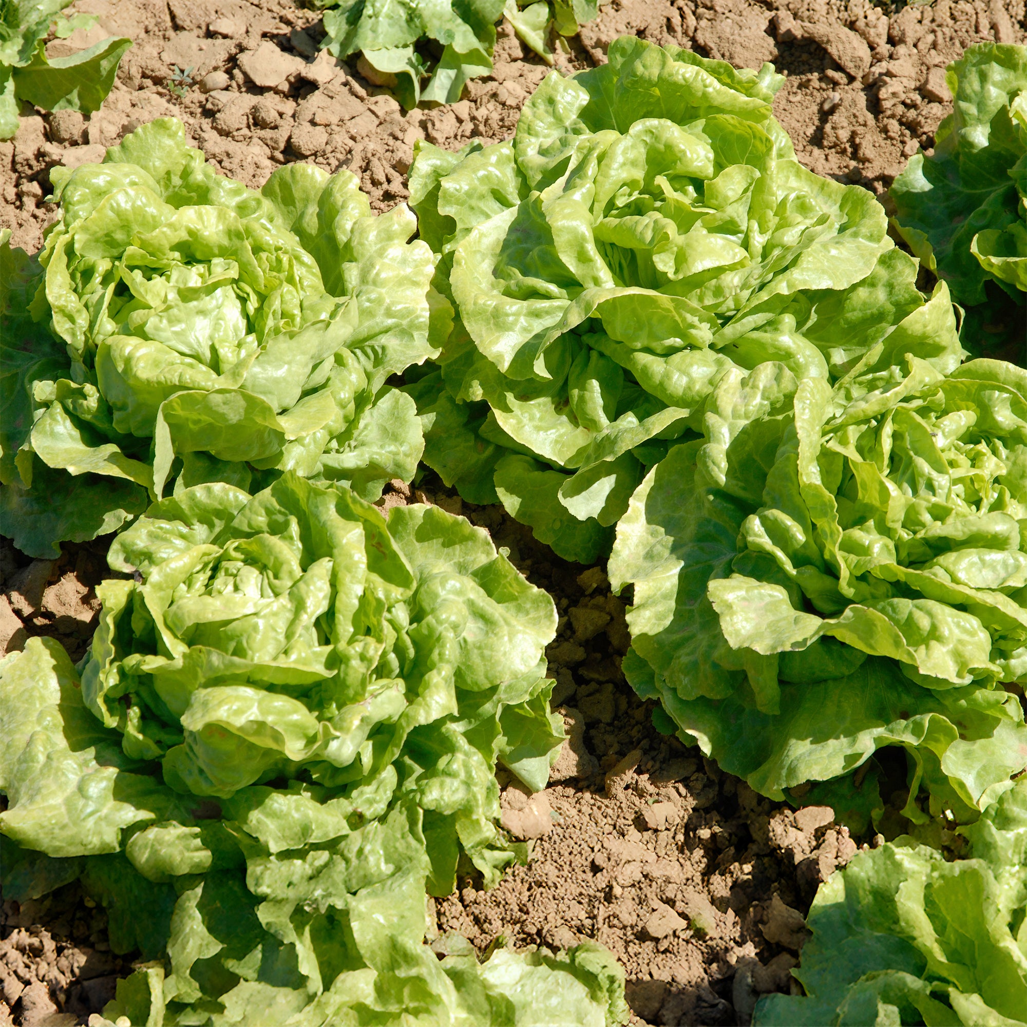 Bakker Laitue pommée Novappia 6 plants mottes croquante