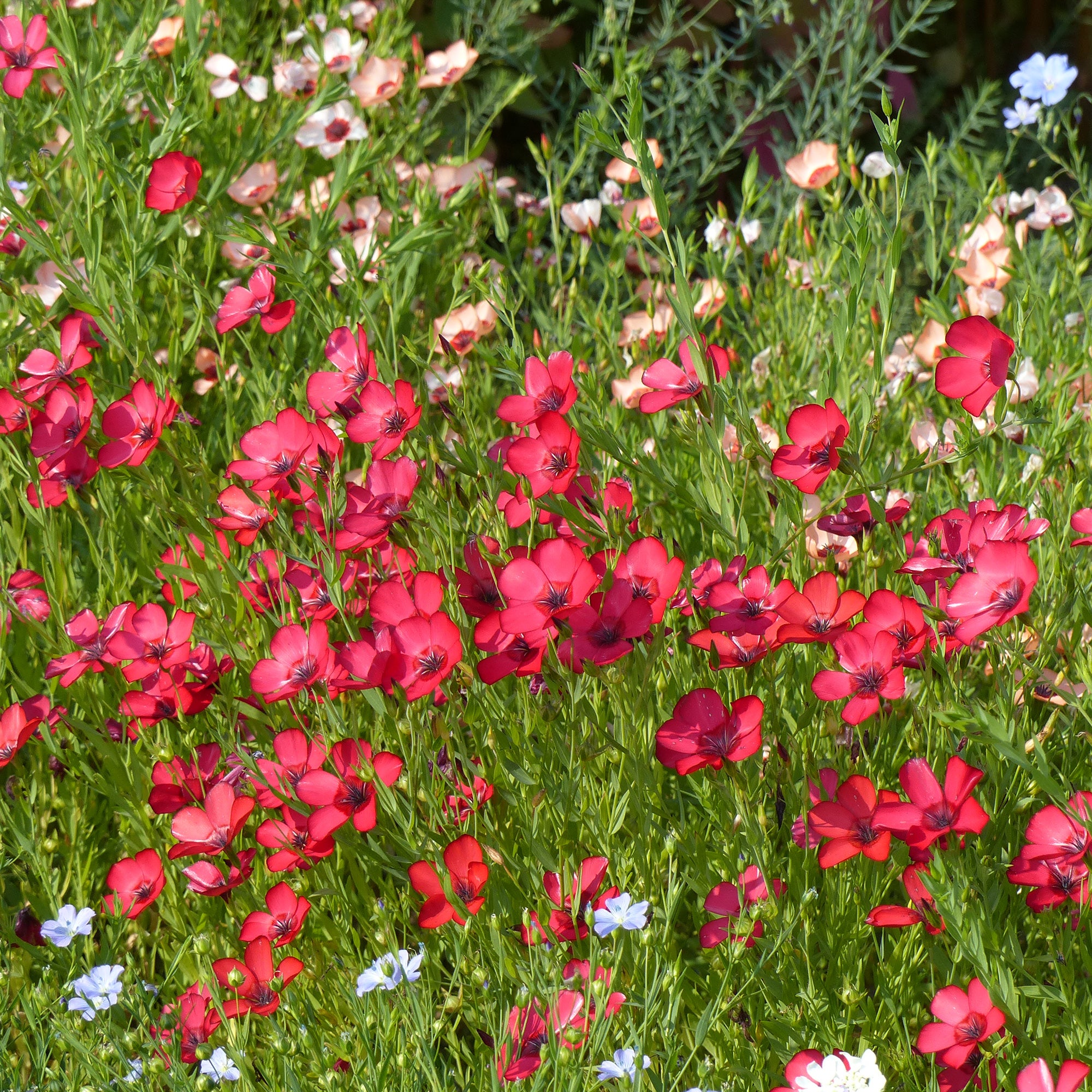 Bakker Entretien Lin annuel rouge fleur sachet 0,4g fuchsia