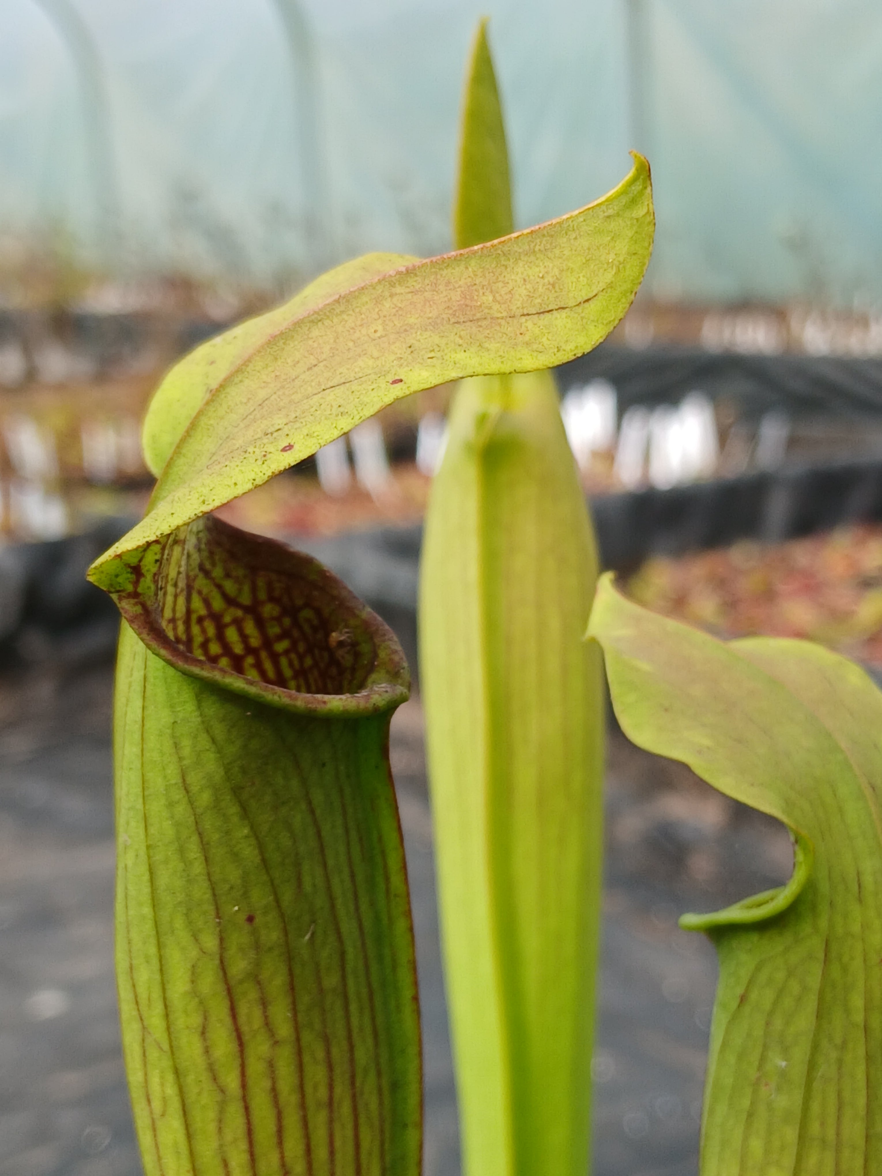 Carniflore Sarracenia rubra wherryi plante carnivore fleur rose 30cm