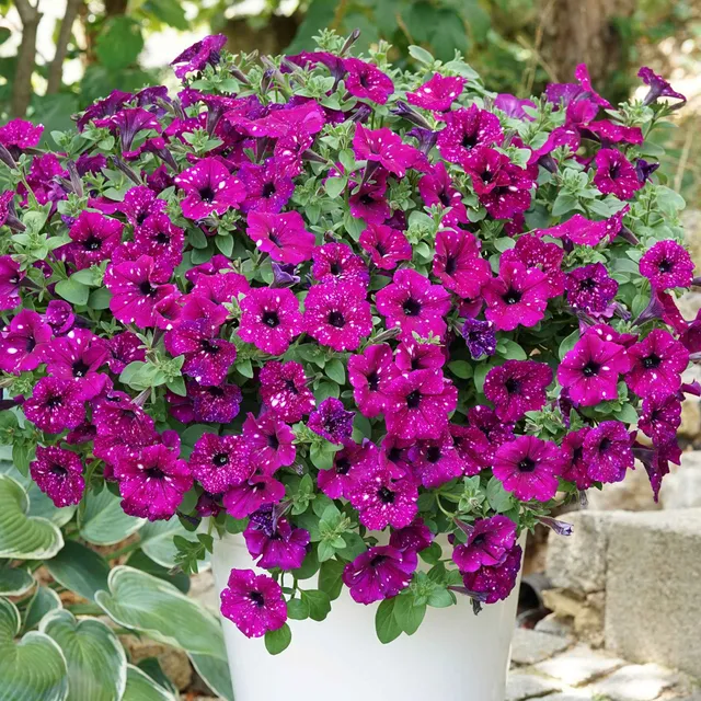 Bakker Pétunia Royal Sky plante retombante 3 pots rose étoilé