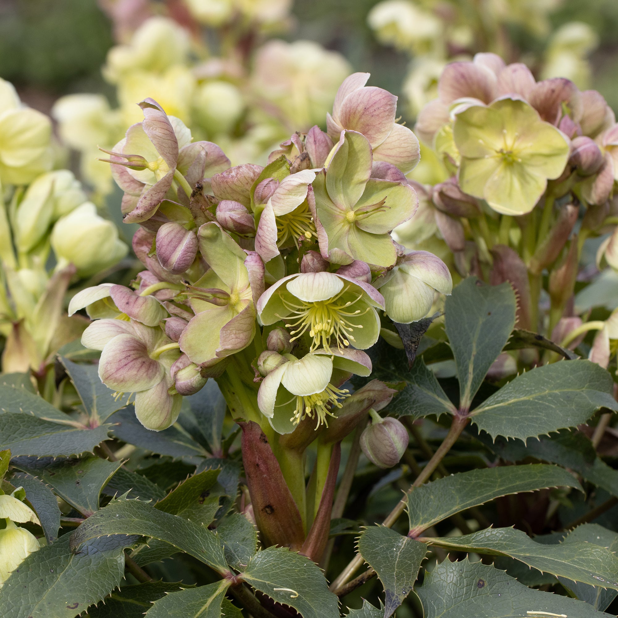Bakker Hellébore Stern plante vivace pot 9cm fleurs vertes