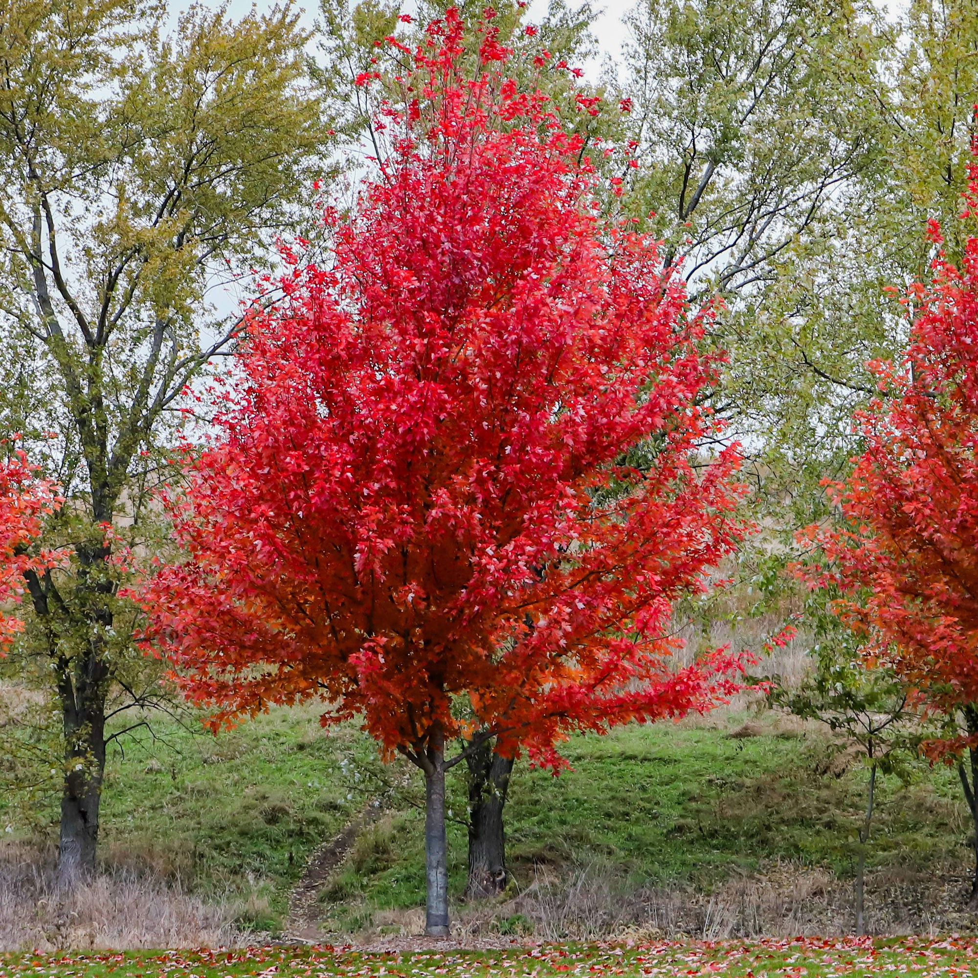 Bakker Autumn Blaze Érable de Freeman pot 60-80cm rouge