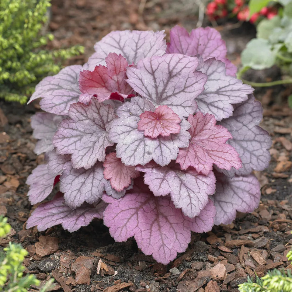 Bakker Heuchère Georgia Plum vivace pot 9cm prune