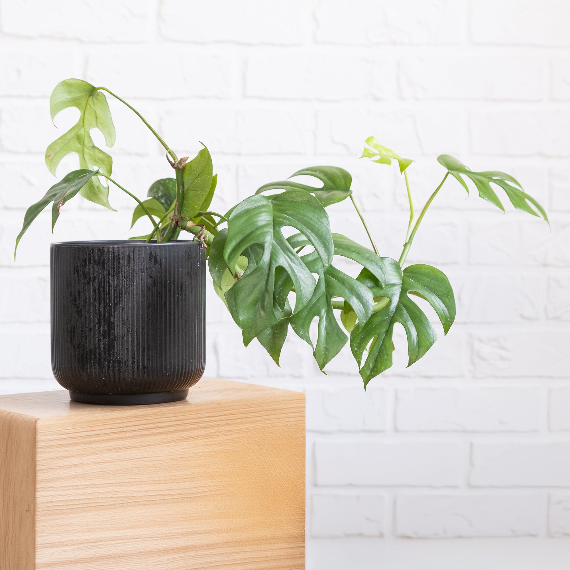 Bakker Plantes d'intérieur Monstera Minima plante verte pot 12cm retombante