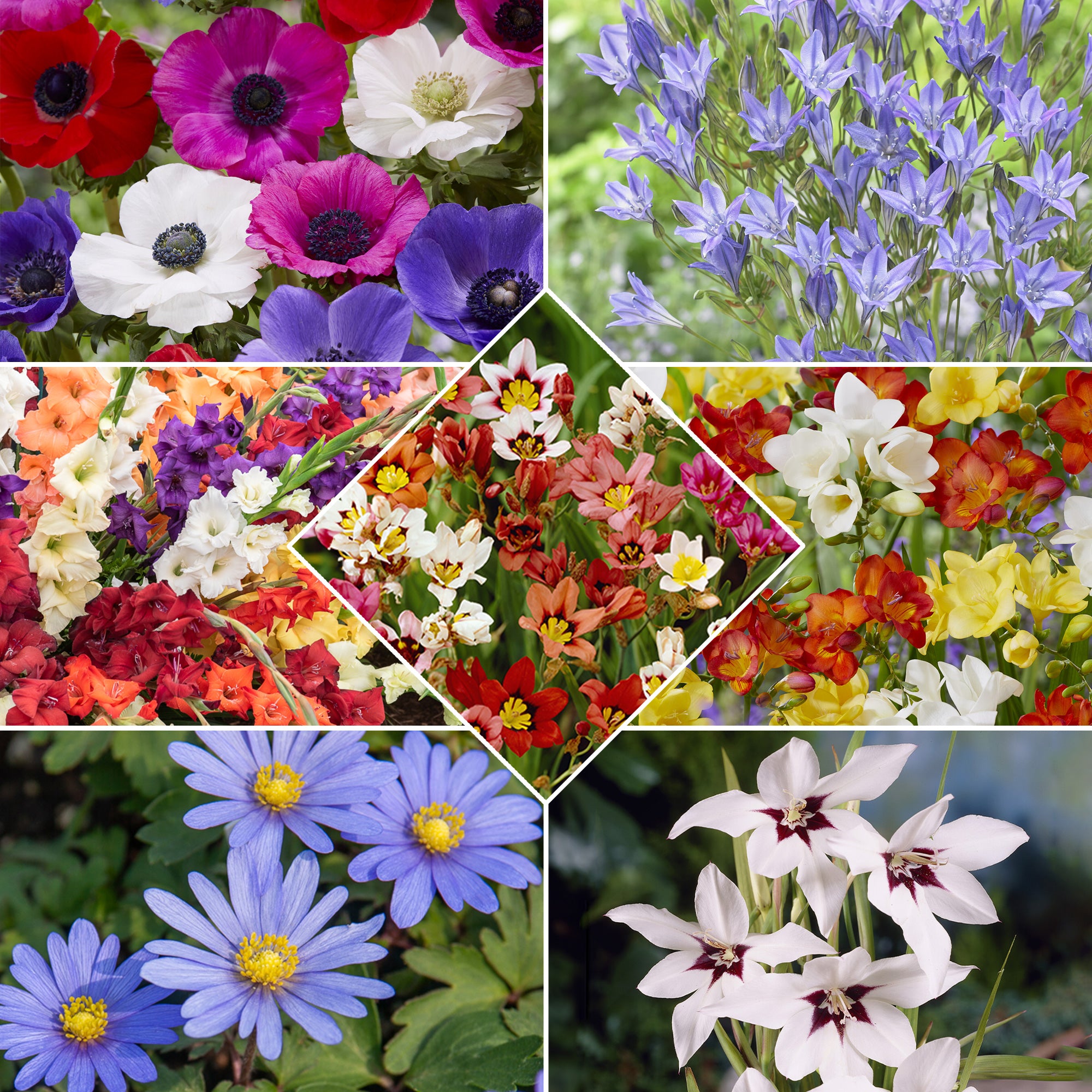 Bakker Pack bulbes à fleurs 312 bulbes massif et pot