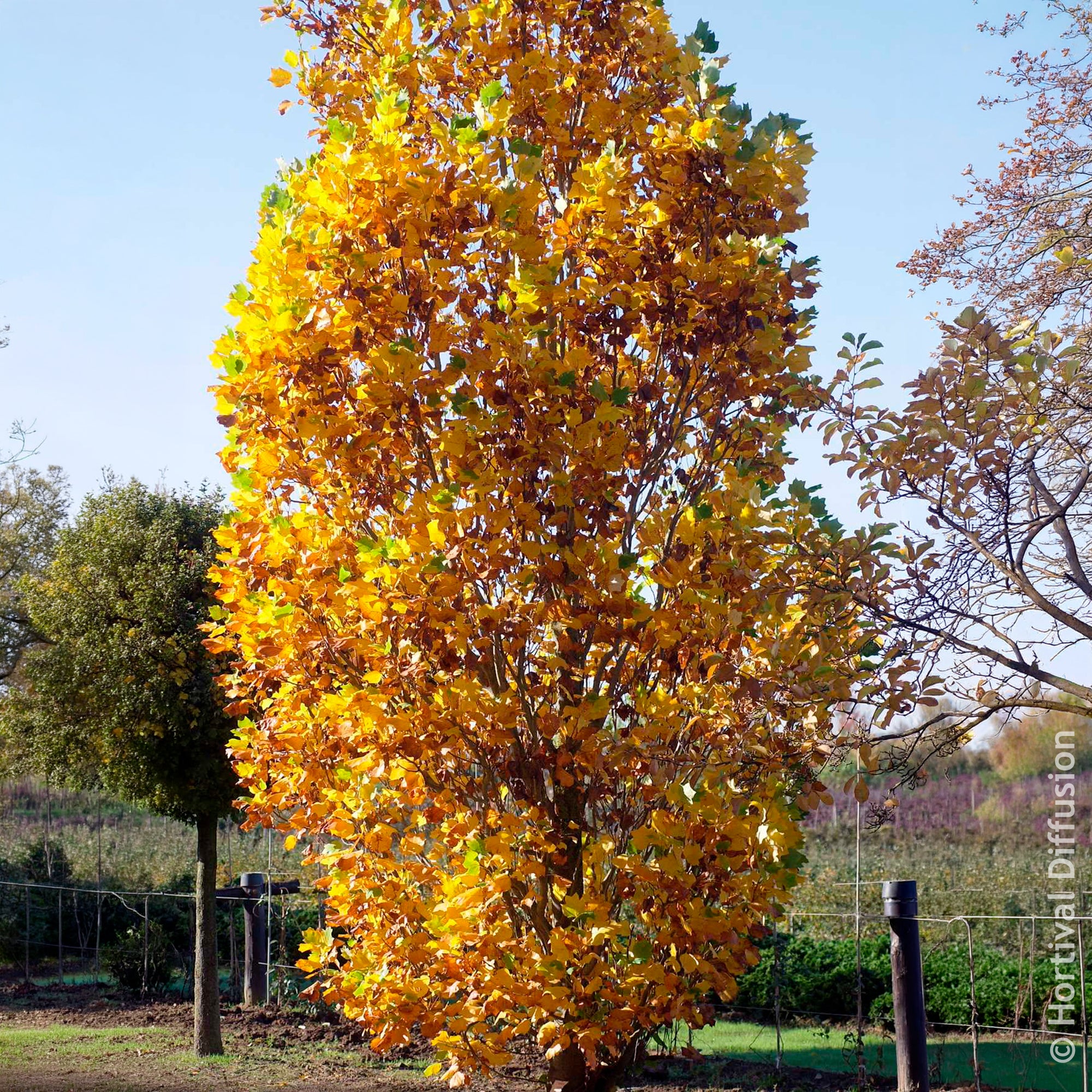 Bakker Arbustes Tulipier de Virginie Fastigiatum jaune 4,5L