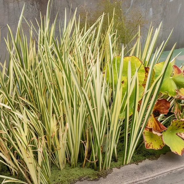 Bakker Acore odorant panaché plante de berge pot Ø 9cm parfumé