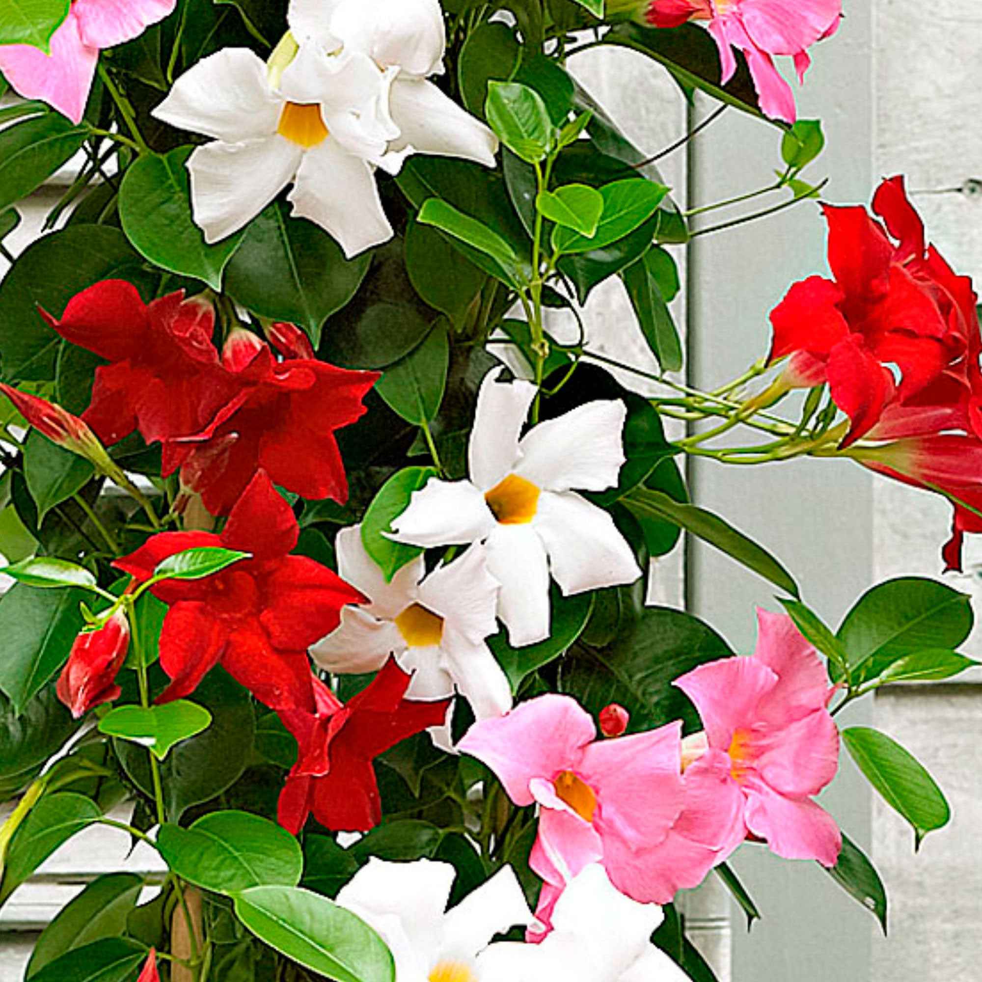 Bakker Dipladenia jasmin du Brésil pot Ø 10,5 cm lot 3