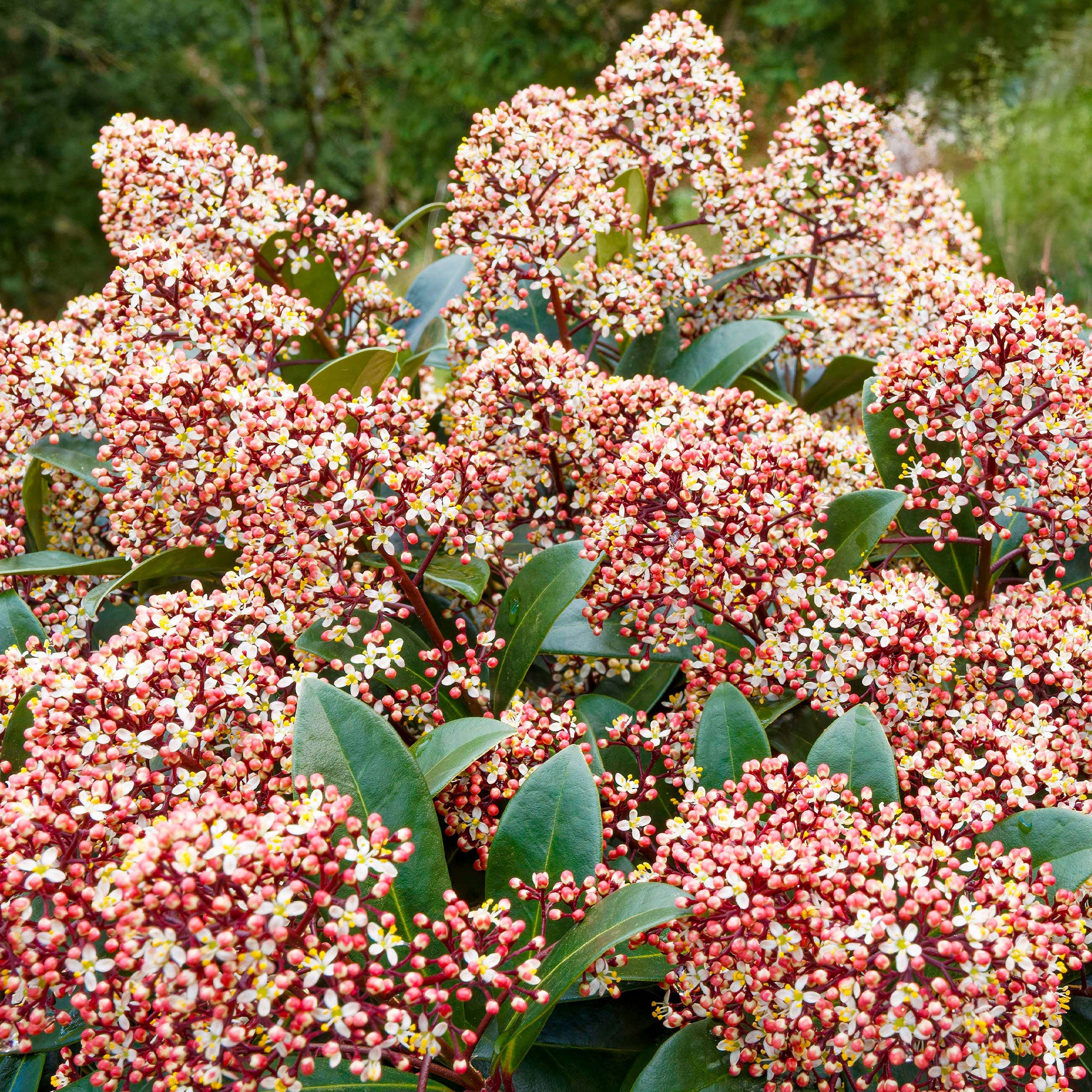 Bakker Skimmia Rubella arbuste persistant pot 2L