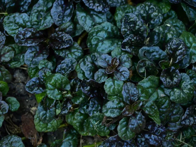 Passion Vivaces Ajuga pyramidalis Metallica Crispa plante couvre-sol