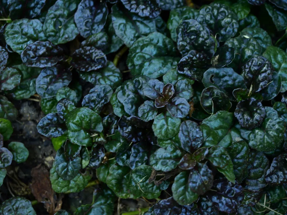 Passion Vivaces Ajuga pyramidalis Metallica Crispa plante couvre-sol