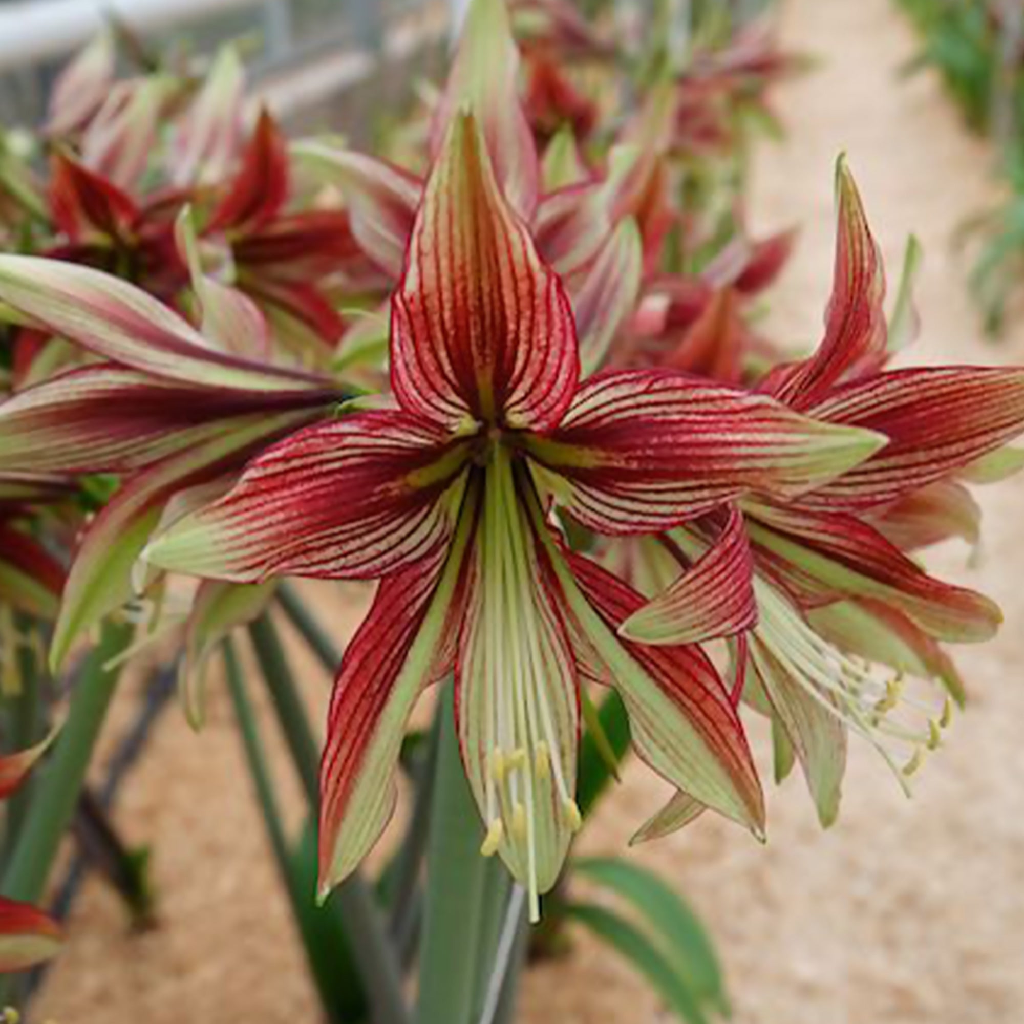 Bakker Amaryllis Mystica bulbe 1 bulbe intérieur bicolore