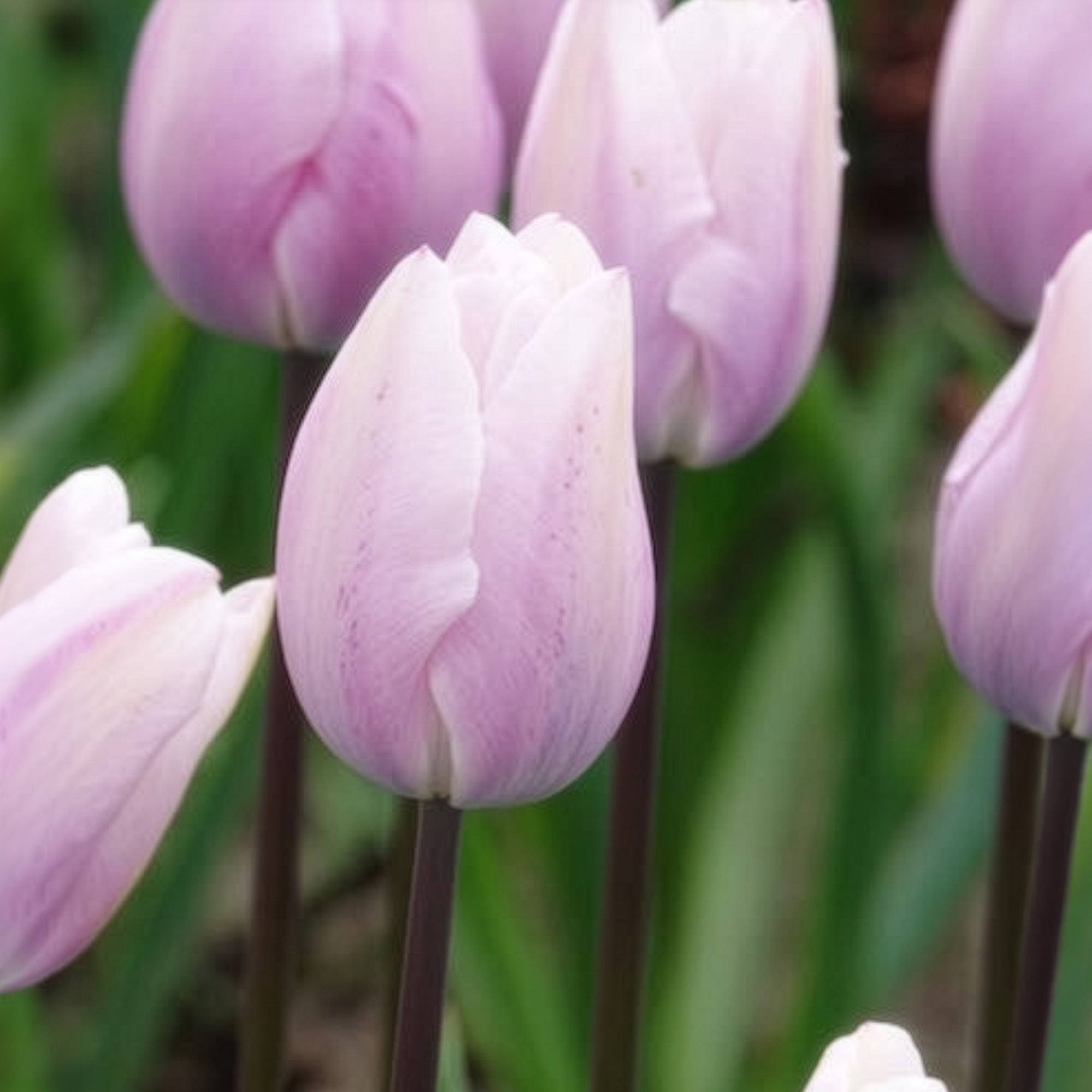 Bakker Tulipe Silver Cloud Triomphe rose 5 bulbes