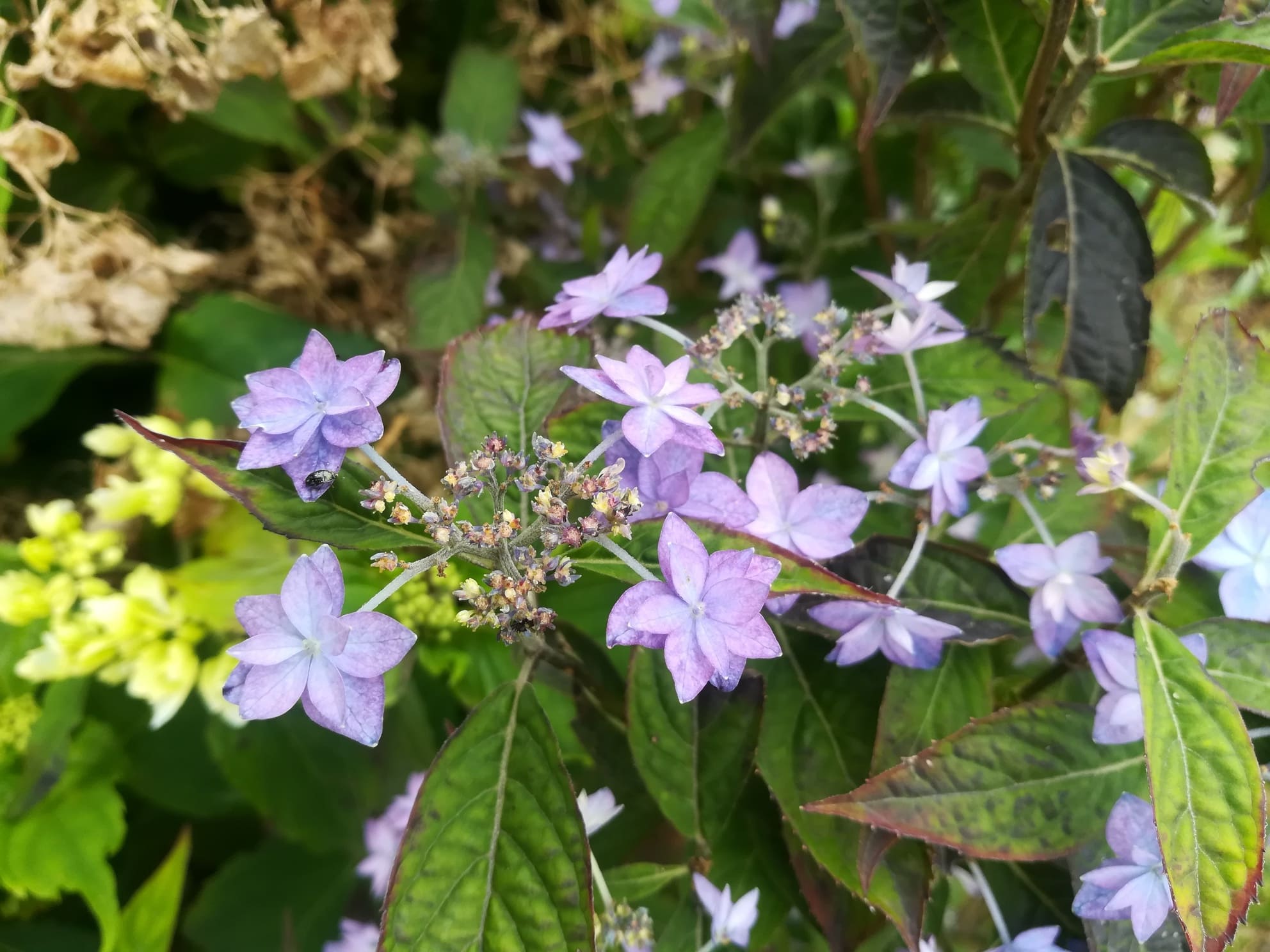 Les Hortensias du Haut Bois Prolifera hortensia serrata montagne
