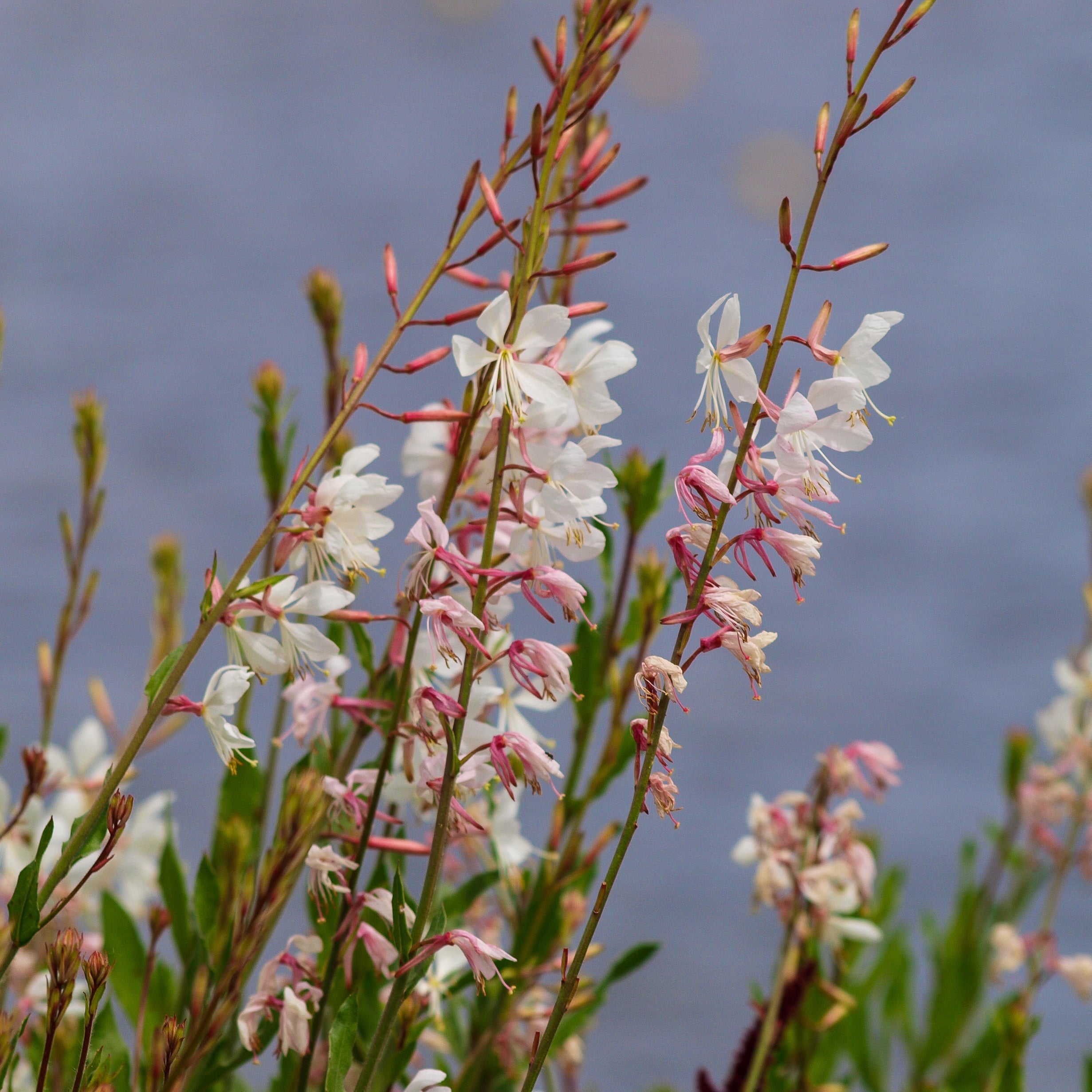 Bakker Gaura Corrie's Gold plante vivace pot 9cm fleurs blanches