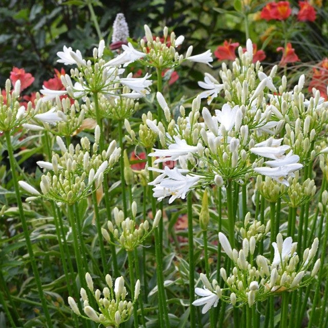 Bakker Agapanthe PITCHOUNE White vivace blanche pot 9cm naine