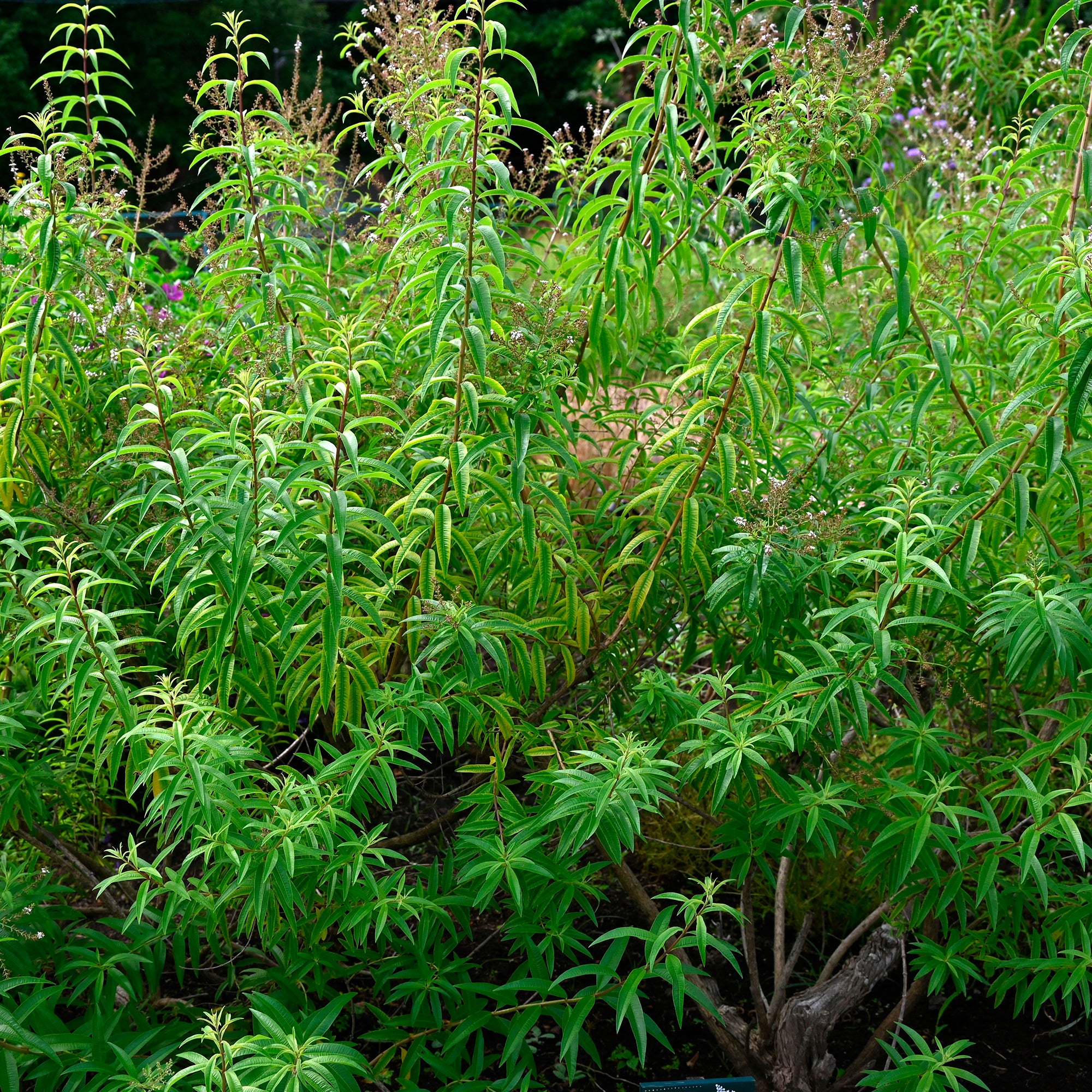 Bakker Verveine citronnelle plante vivace pot 9cm parfum citron