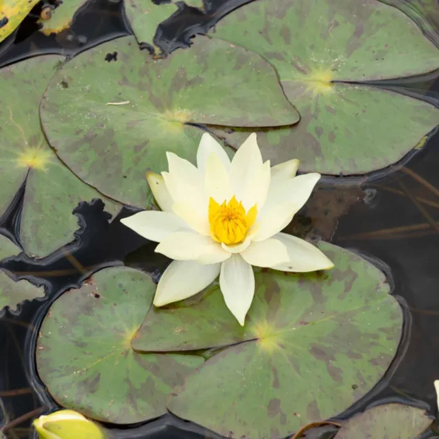 Bakker Nénuphar nain Pygmaea Helvola jaune pot Ø11cm