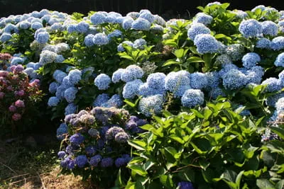 Les Hortensias du Haut Bois Sir Joseph Banks hortensia rond