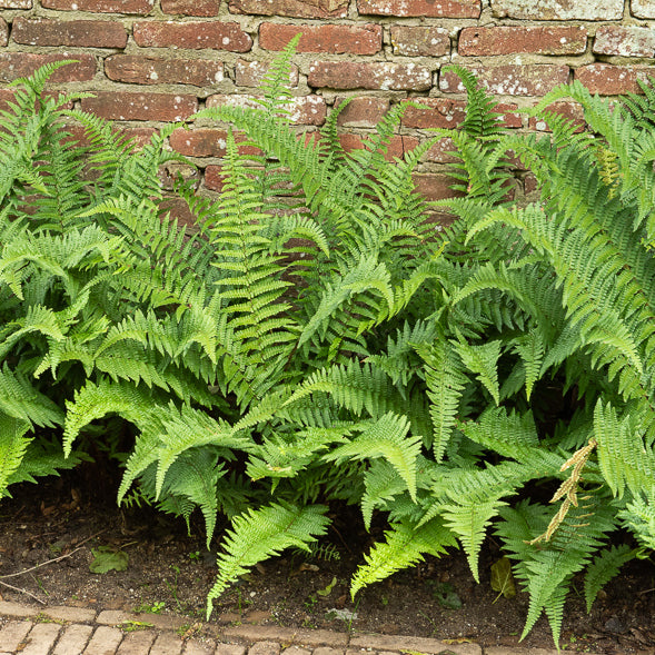 Bakker Fougère mâle plante vivace pot 9cm ombre