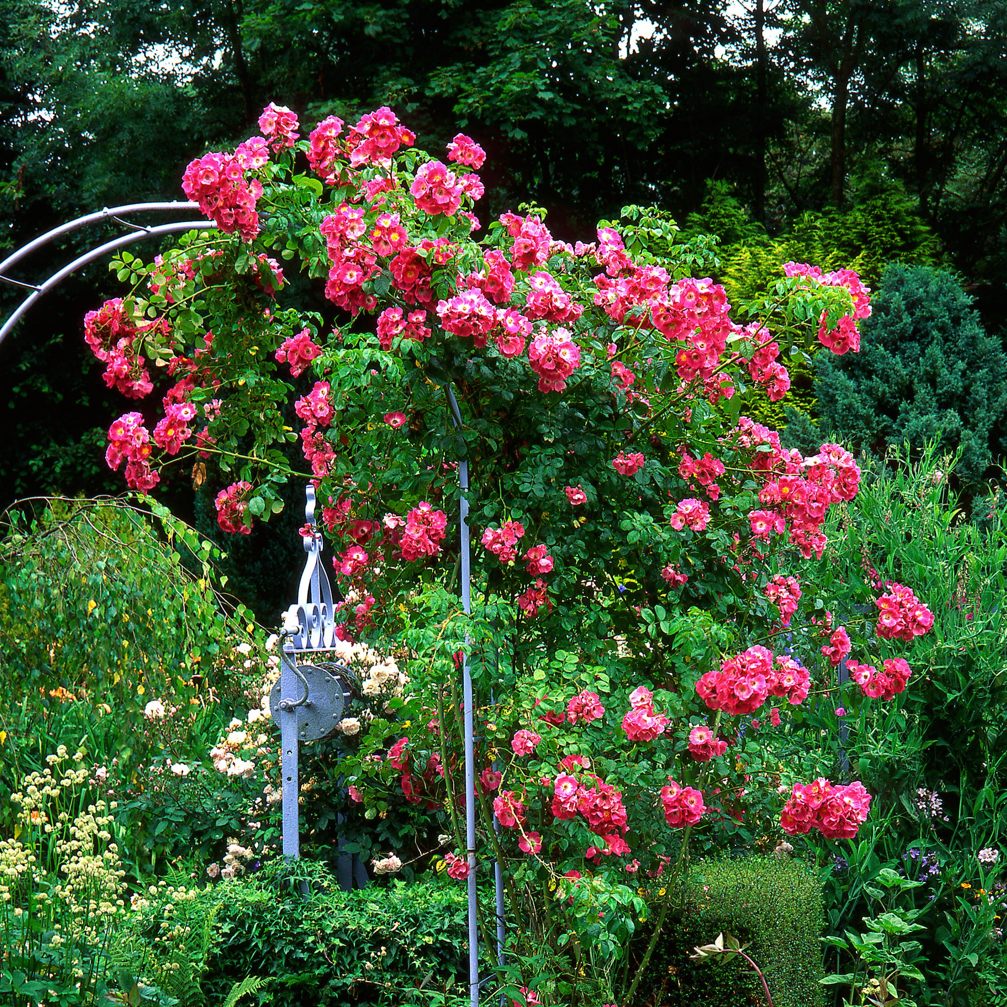 Bakker Rosier liane American Pillar grimpant pot 4L rose vif