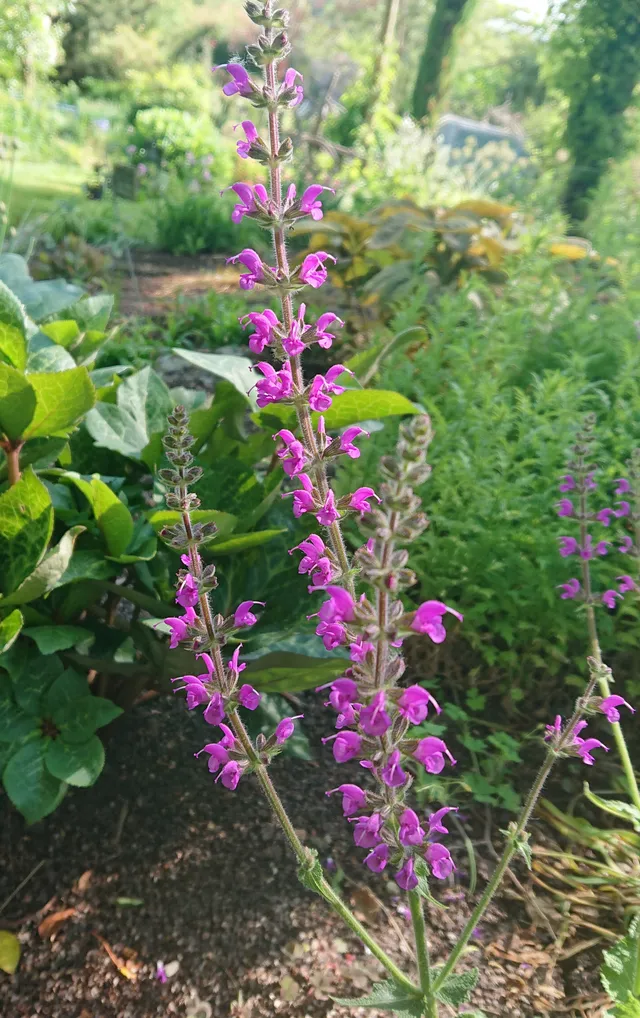 Passion Vivaces SALVIA pratensis Sweet Esmeralda sauge pot 1L rose