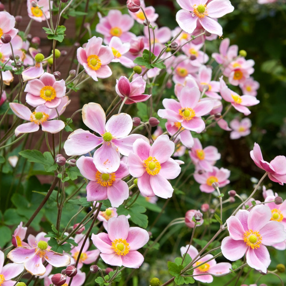 Bakker Anémone du Japon Serenade plante vivace pot Ø11cm fleur rose