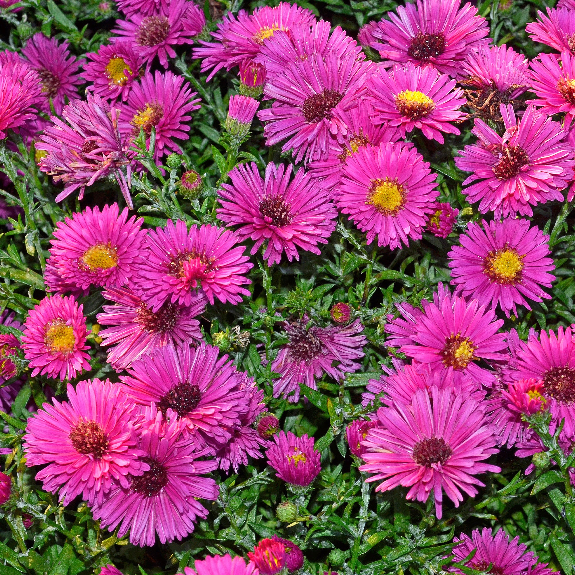 Bakker Aster Jenny nain fuchsia pot 9cm